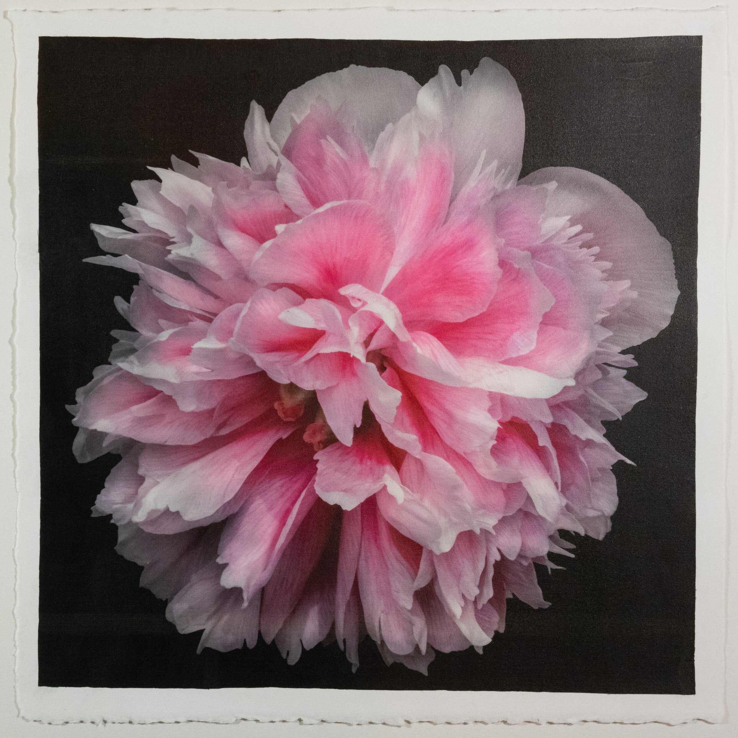 Fine art flower handmade photograph print with pearl iridescence on cotton paper of huge double tree pink peony in with swirl petals - Centered in Square mode -jamie buzil photography