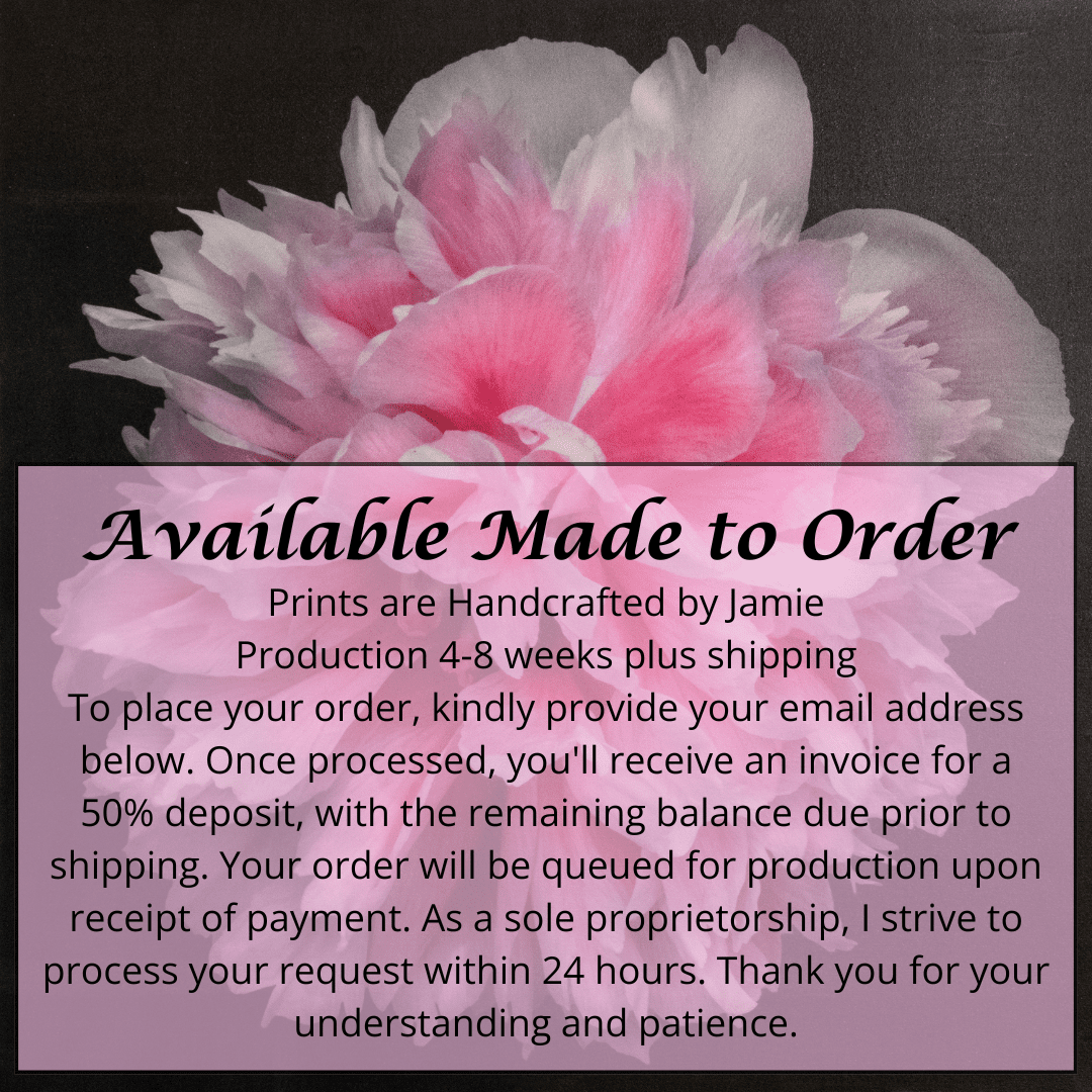 Fine art flower handmade photograph print with pearl iridescence on cotton paper of huge double tree pink peony in with swirl petals - Centered in Square mode -jamie buzil photography