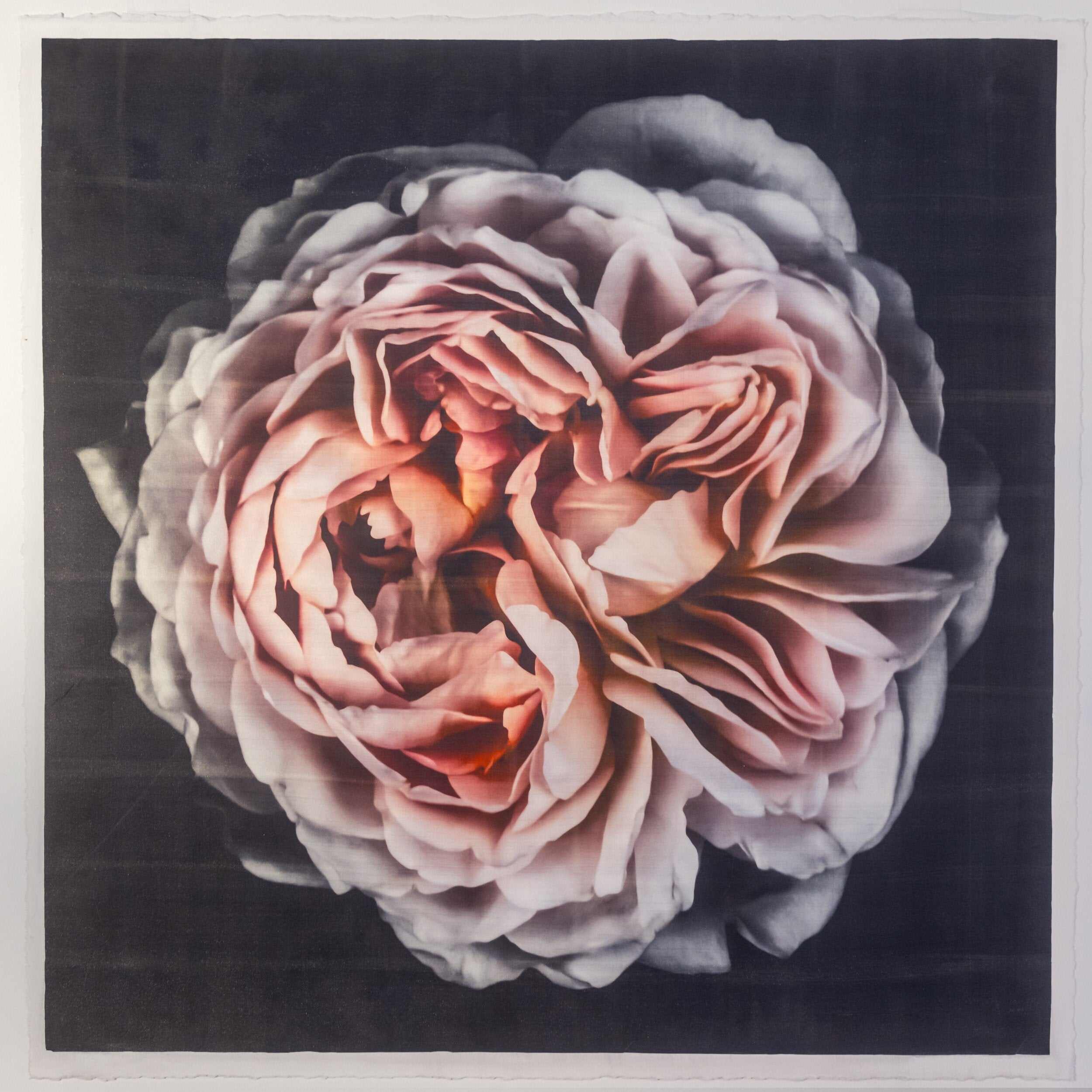 Pink rose fine art emulsion lift print with iridescence mica on cotton paper - jamie buzil photography