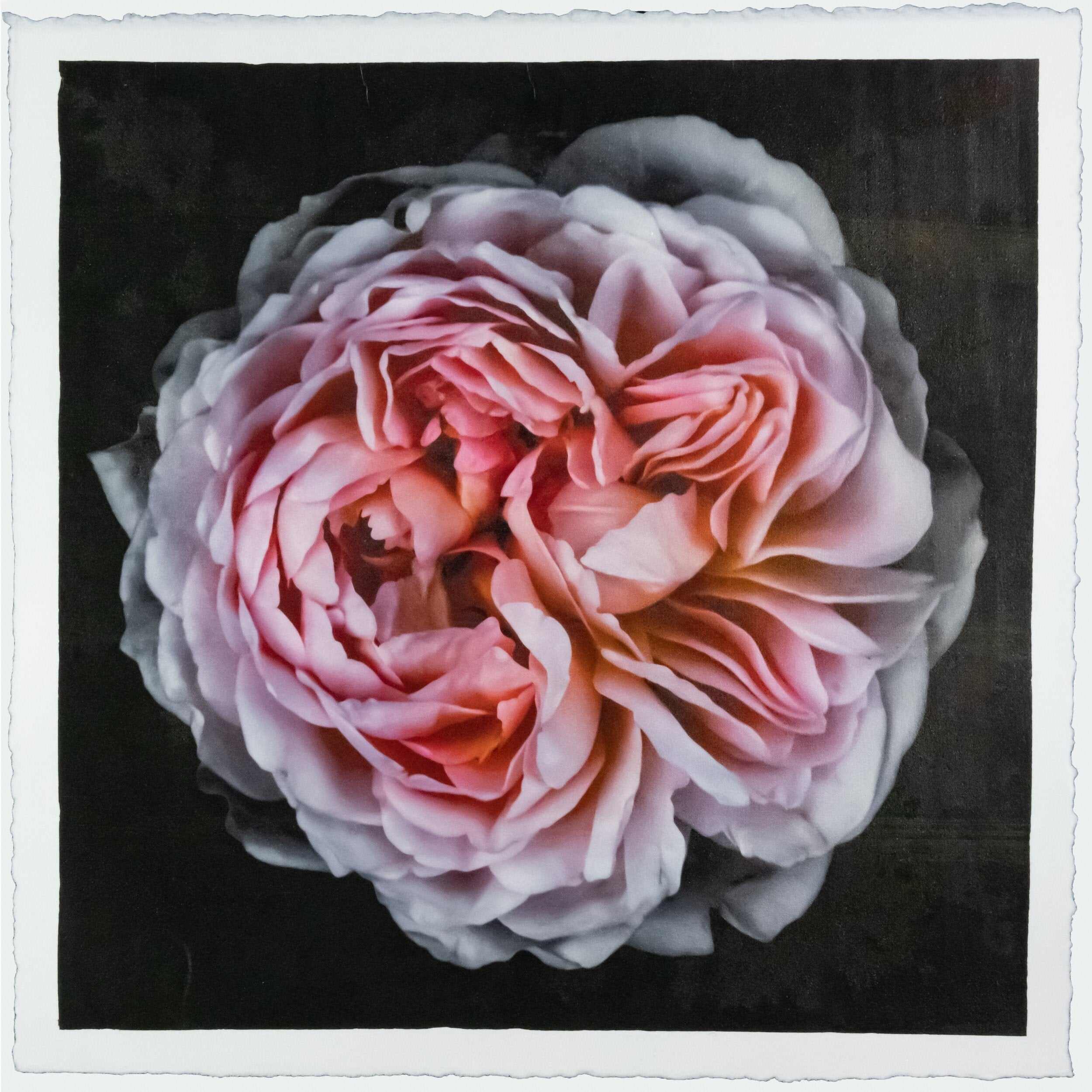 Pink rose fine art emulsion lift print with iridescence mica on cotton paper - jamie buzil photography