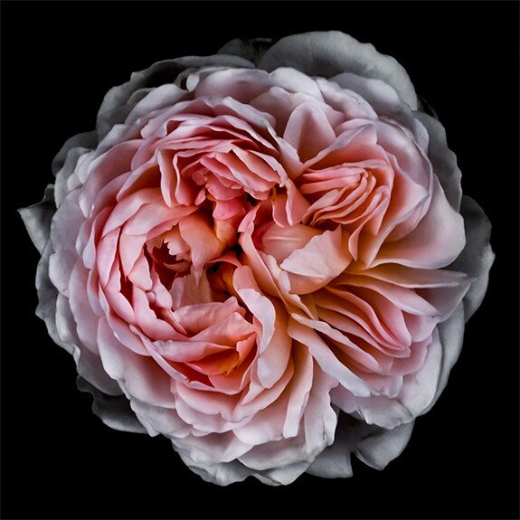Fine art pink rose- museum quality giclee print - jamie buzil photography