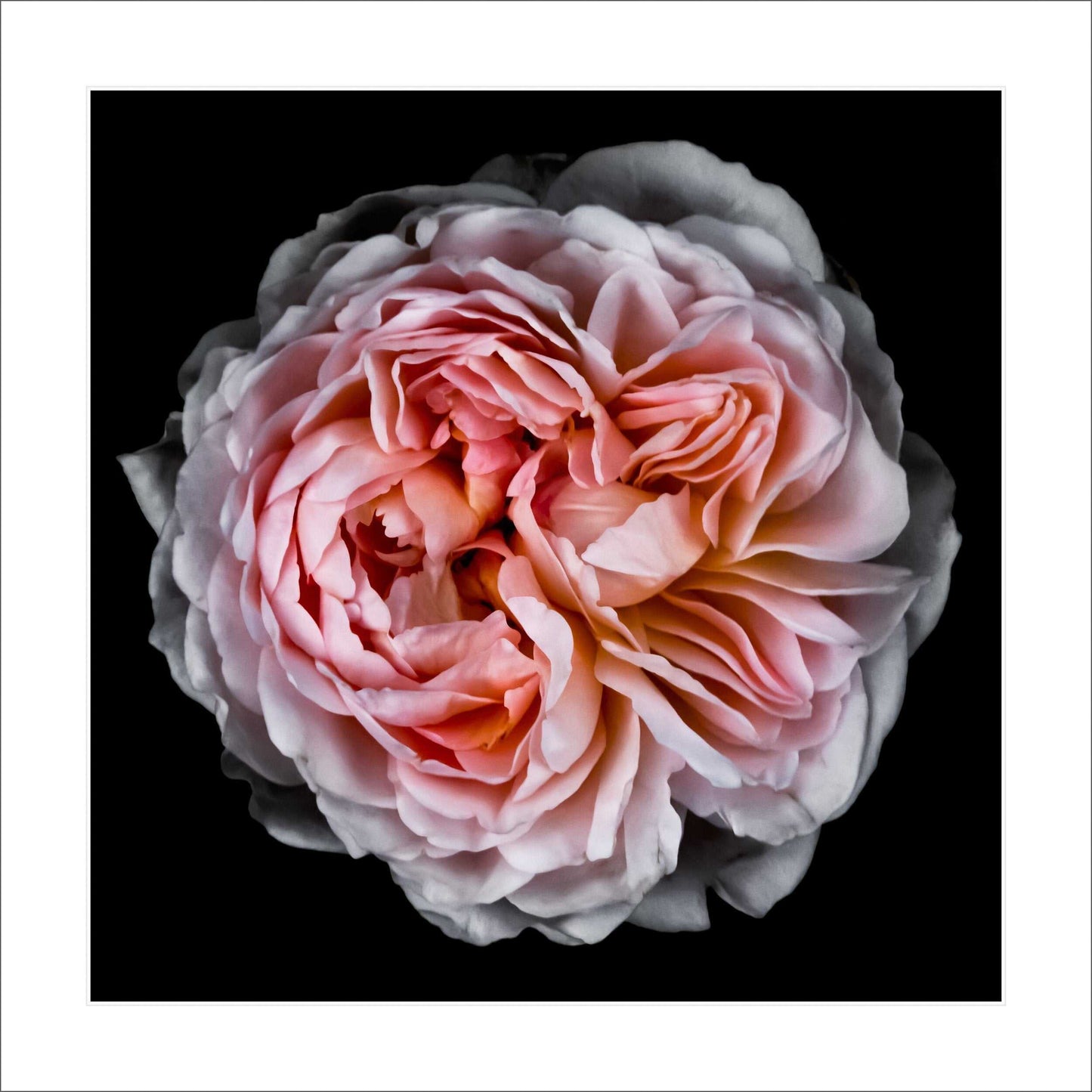 Fine art pink rose - museum quality giclee print - jamie buzil photography