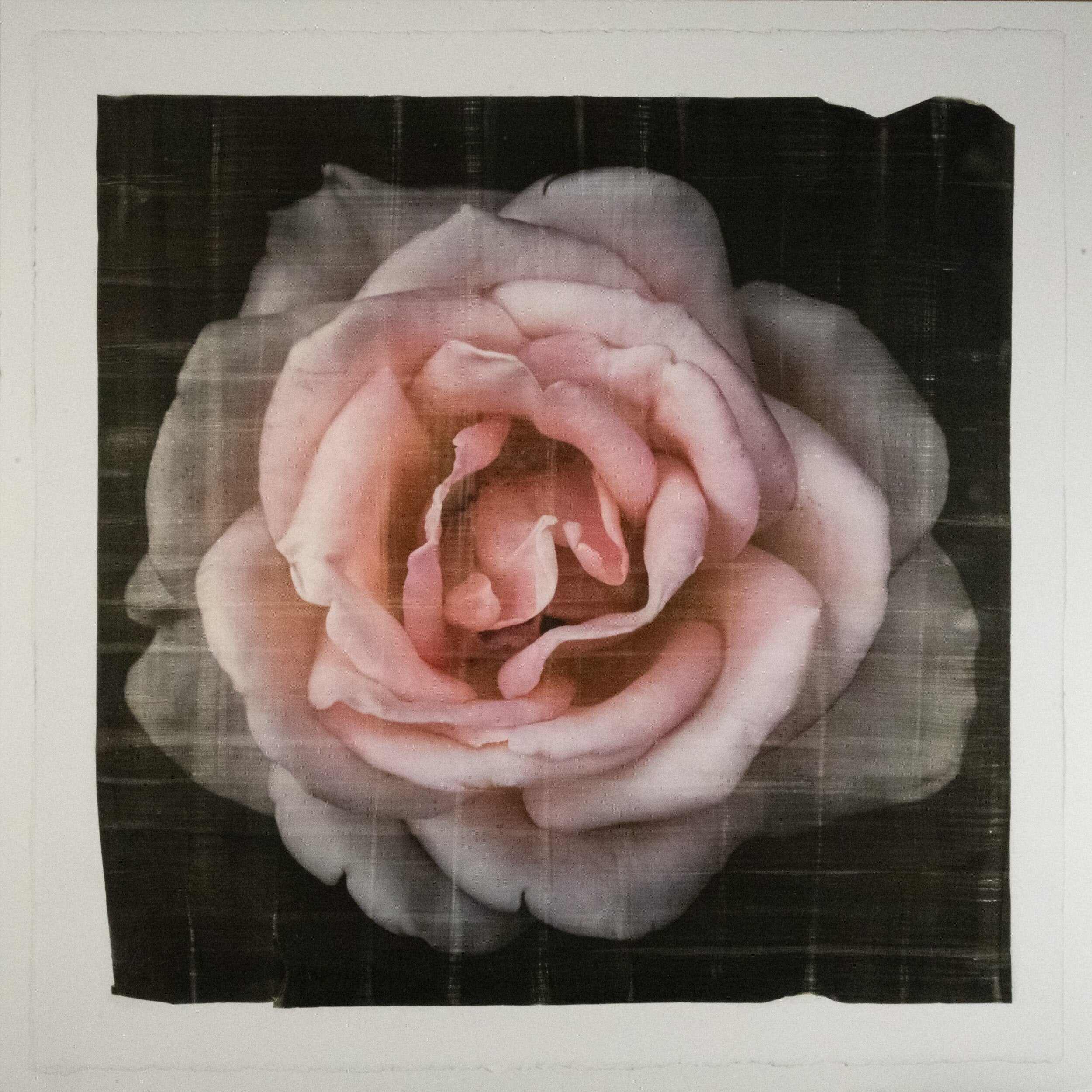 Pink Rose fine art handmade flower print with pale pink double blooming centered in Square mode, black background - jamie buzil photography