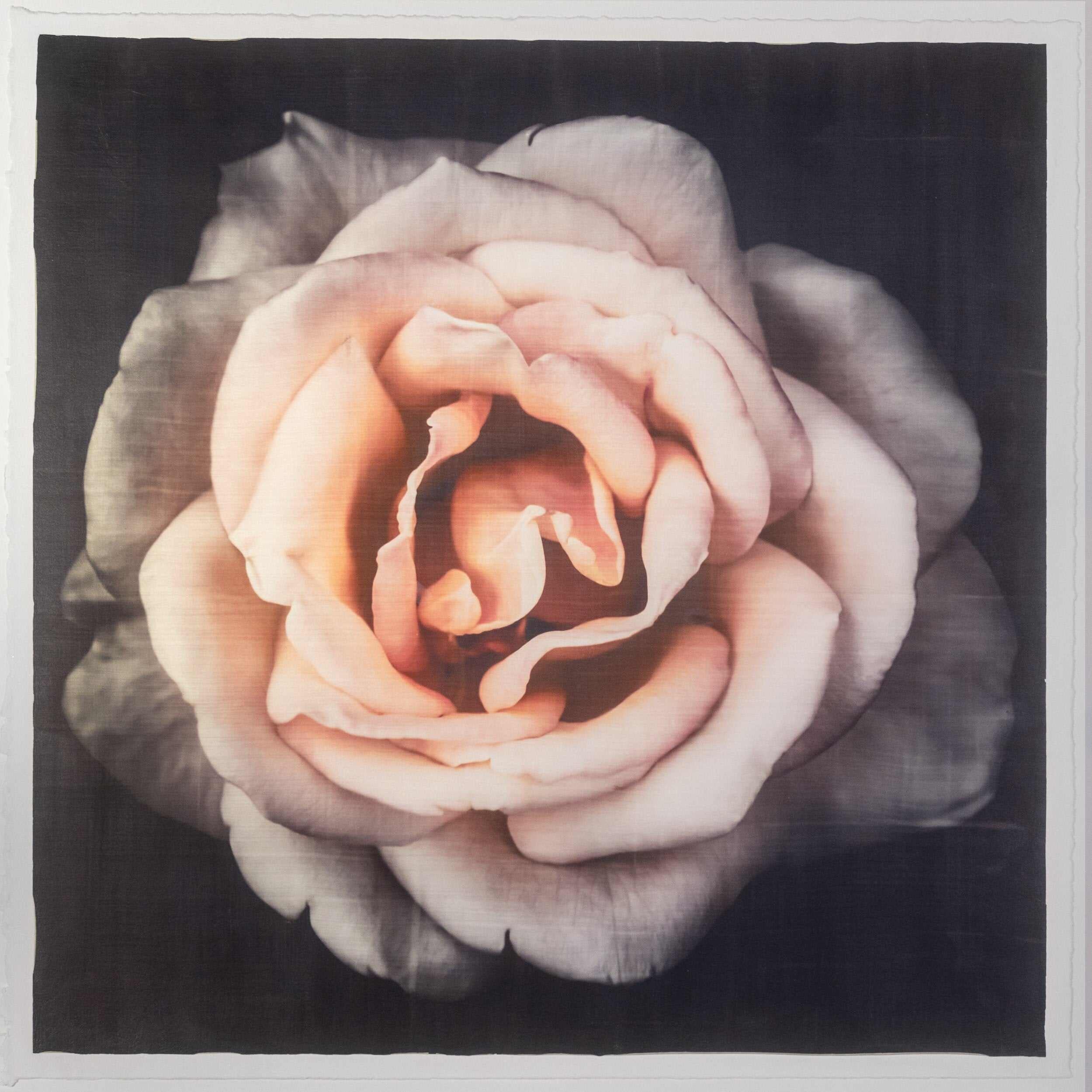 Pink Rose fine art handmade flower print with pale pink double blooming centered in Square mode, black background - jamie buzil photography