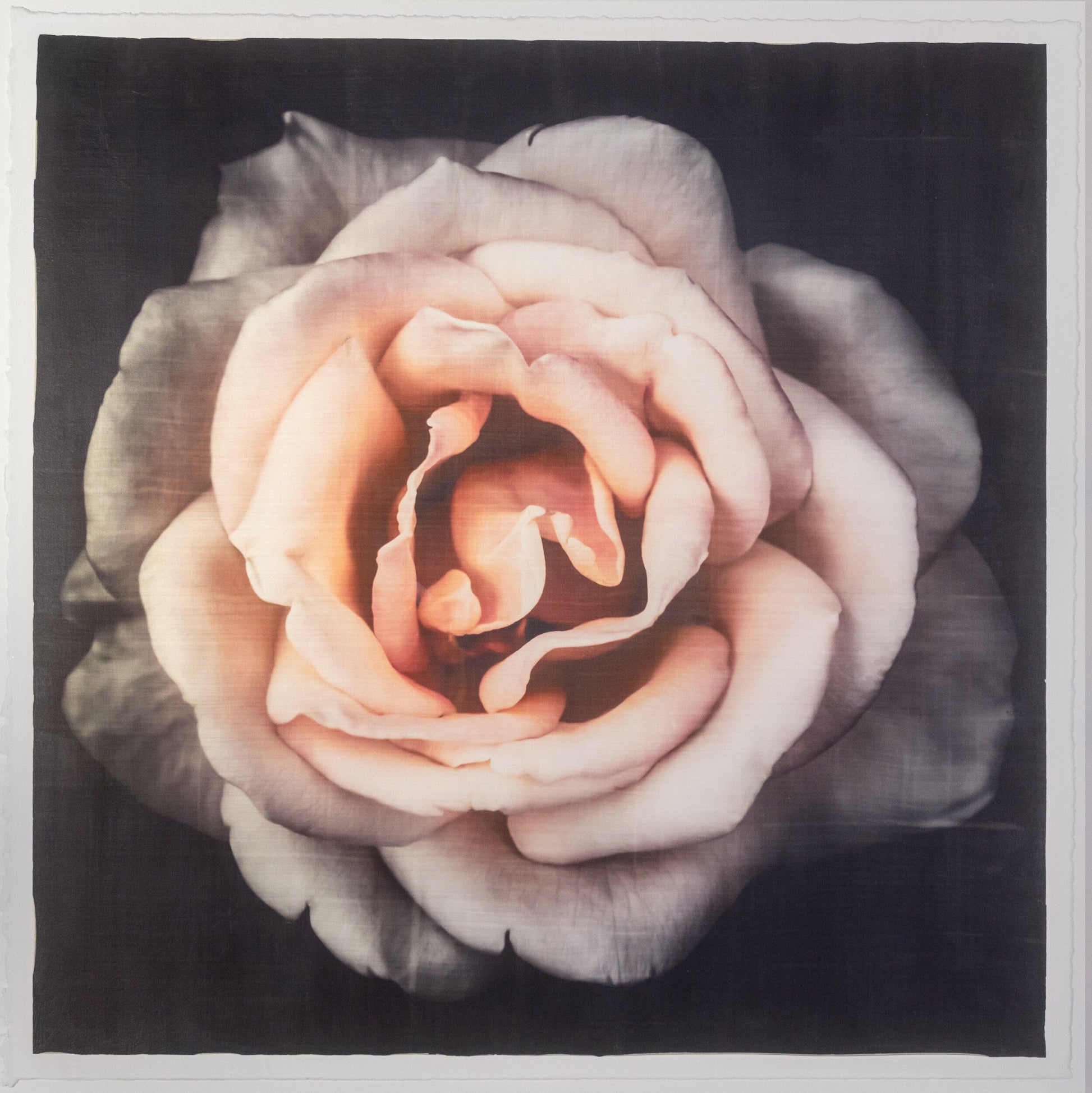 Pink Rose fine art handmade flower print with pale pink double blooming centered in Square mode, black background - jamie buzil photography