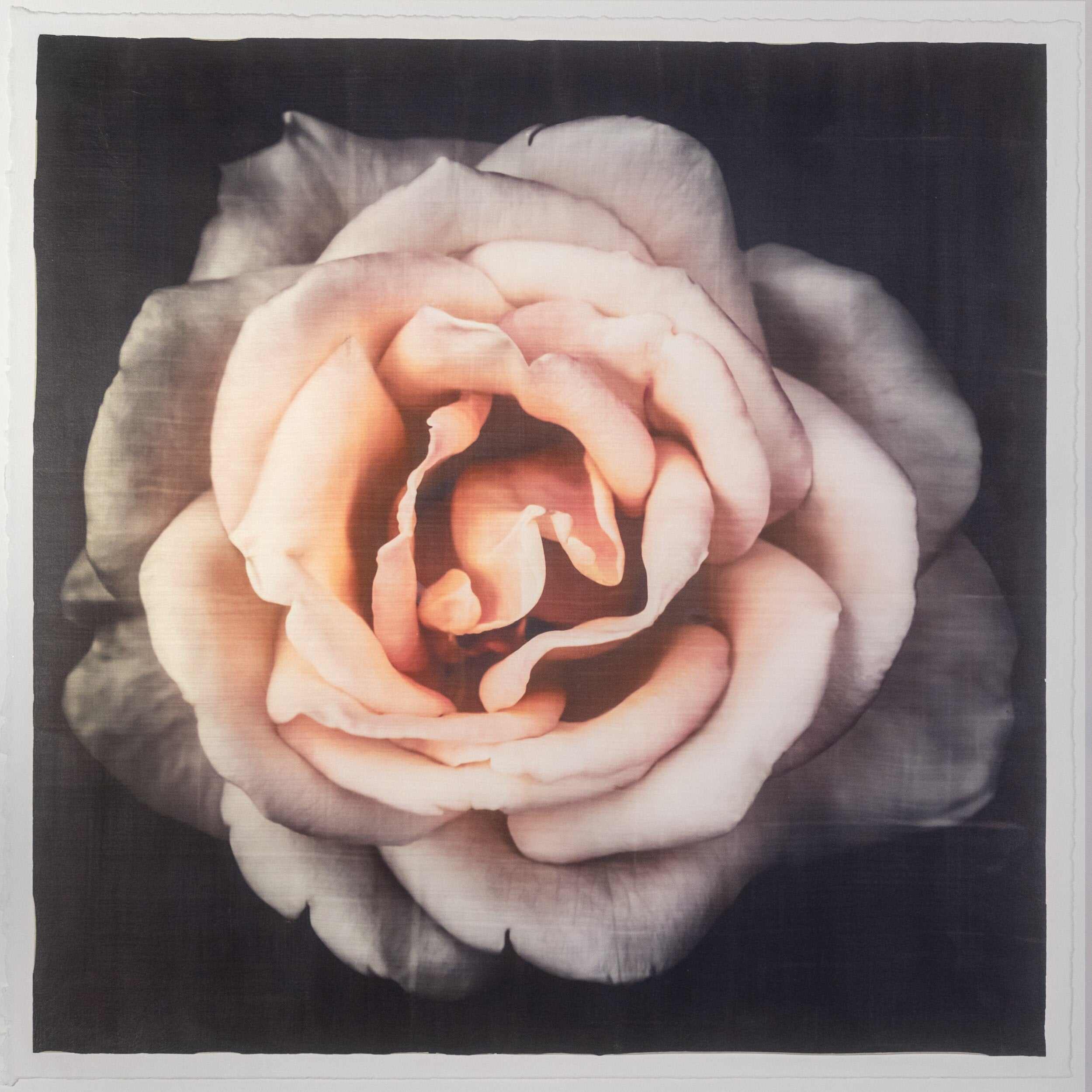 Pink Rose fine art handmade flower print with pale pink double blooming centered in Square mode, black background - jamie buzil photography