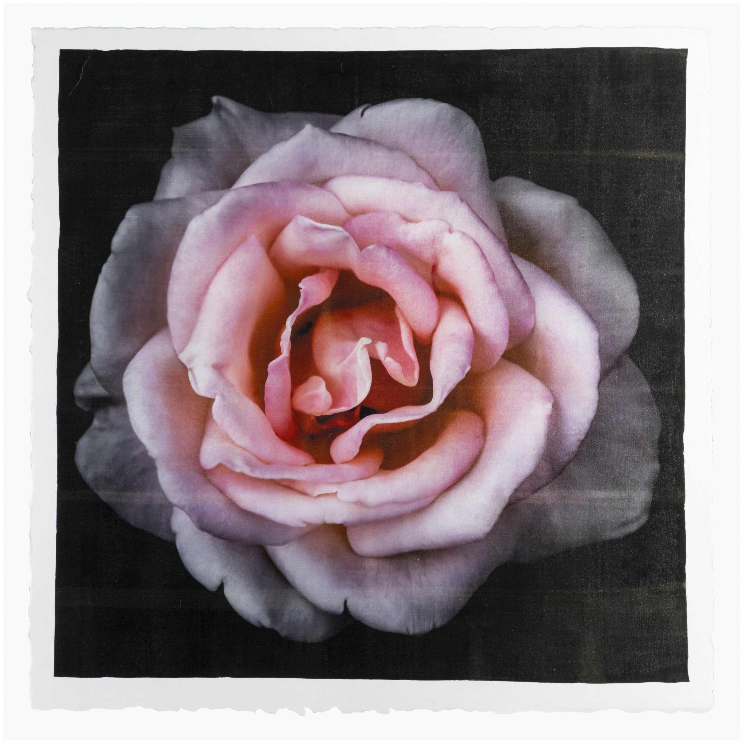 Pink Rose fine art handmade flower print with pale pink double blooming centered in Square mode, black background - jamie buzil photography