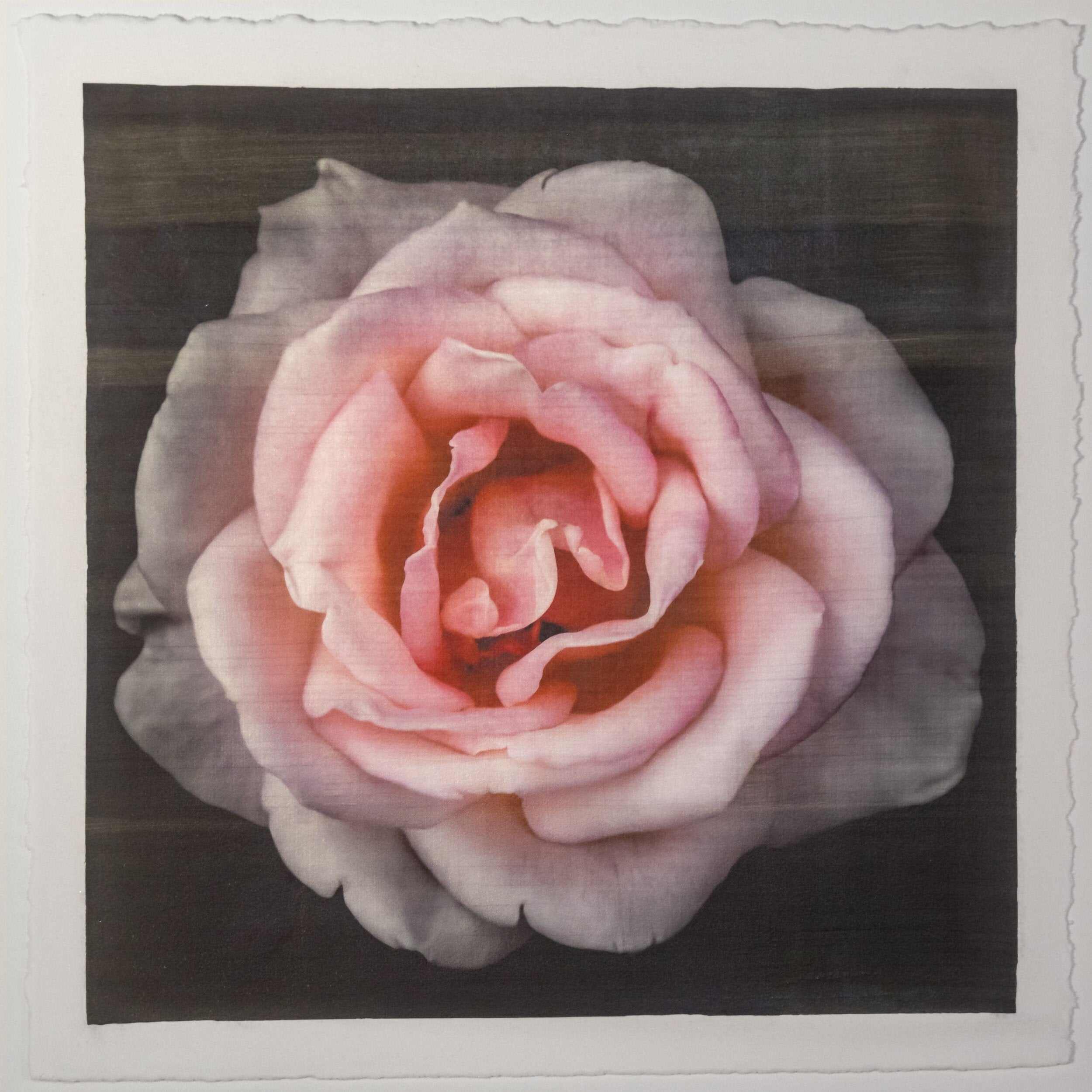 Pink Rose fine art handmade flower print with pale pink double blooming centered in Square mode, black background - jamie buzil photography