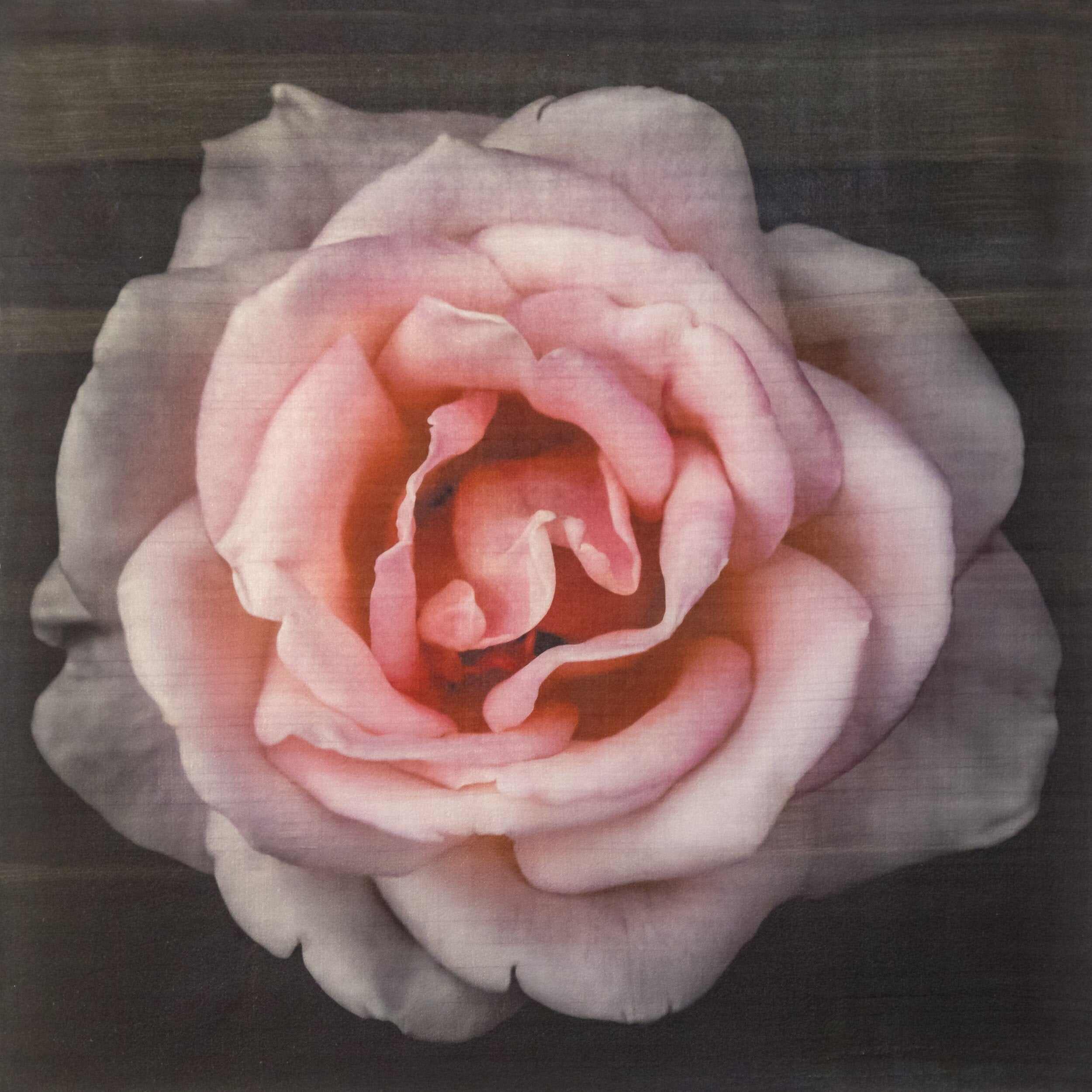 Pink Rose fine art handmade flower print with pale pink double blooming centered in Square mode, black background - jamie buzil photography