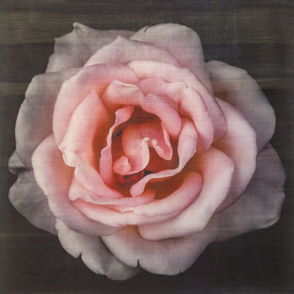 Pink Rose fine art handmade flower print with pale pink double blooming centered in Square mode, black background - jamie buzil photography