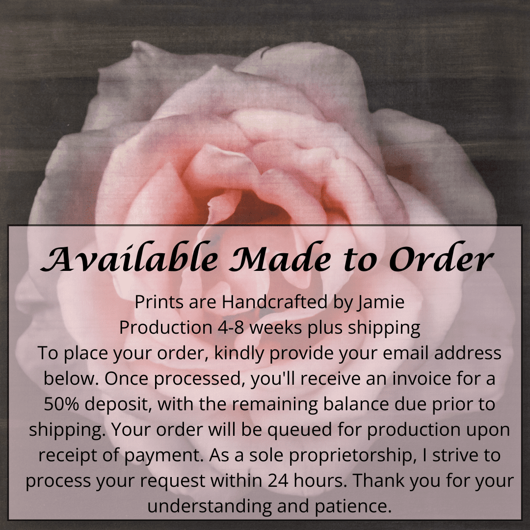 Pink Rose fine art handmade flower print with pale pink double blooming centered in Square mode, black background - jamie buzil photography