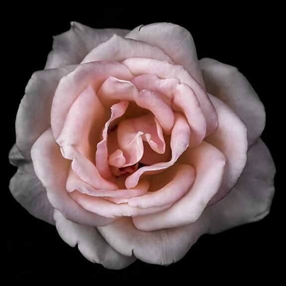 Fine art pink rose- museum quality giclee print - jamie buzil photography