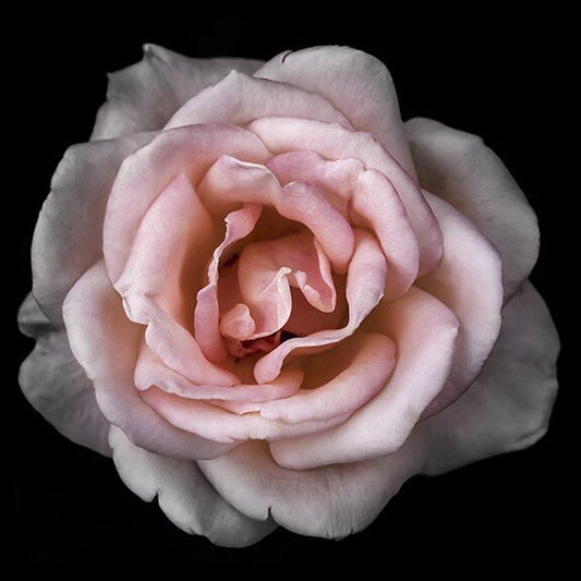 Fine art pink rose- museum quality giclee print - jamie buzil photography