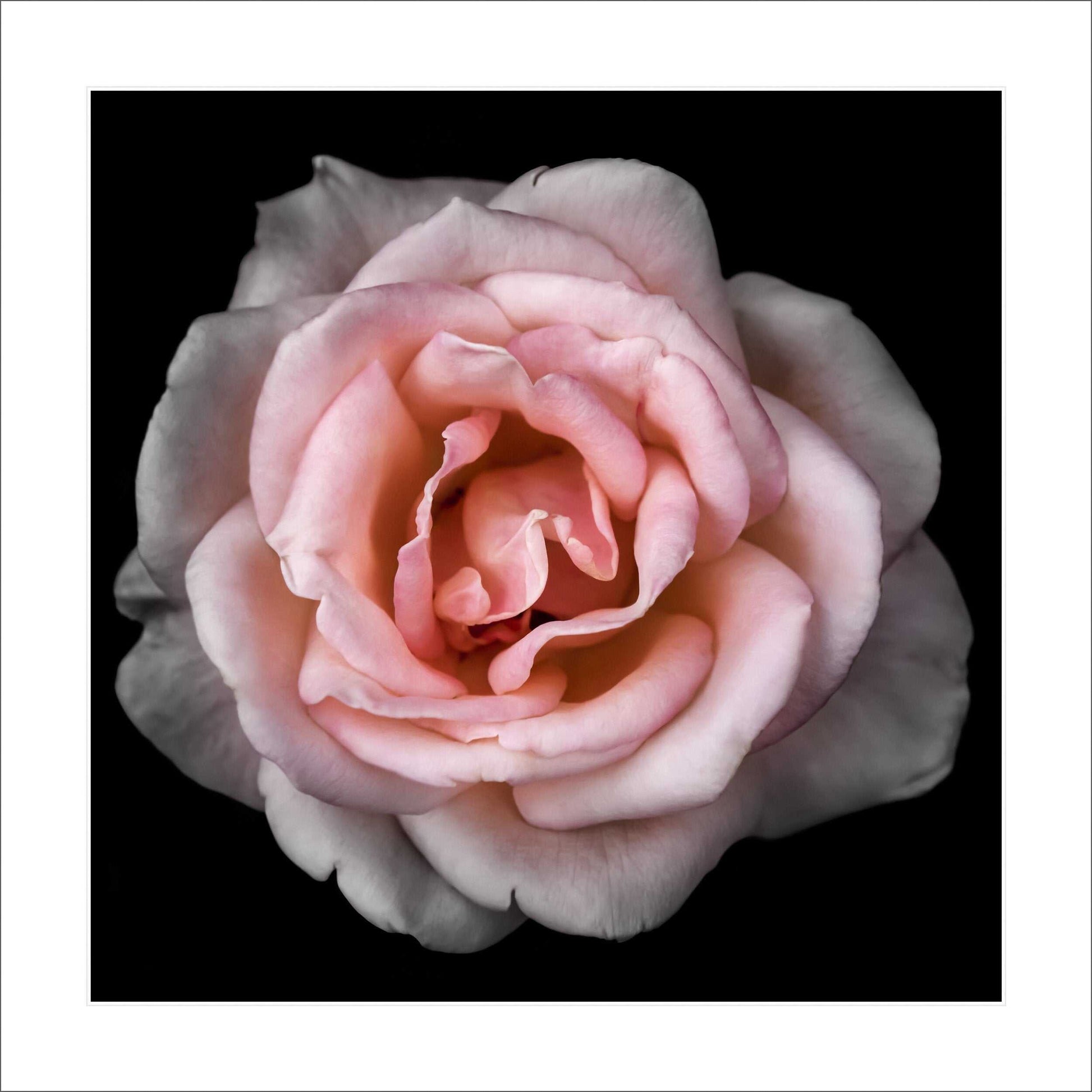 Fine art yellow rose- museum quality giclee print - jamie buzil photography