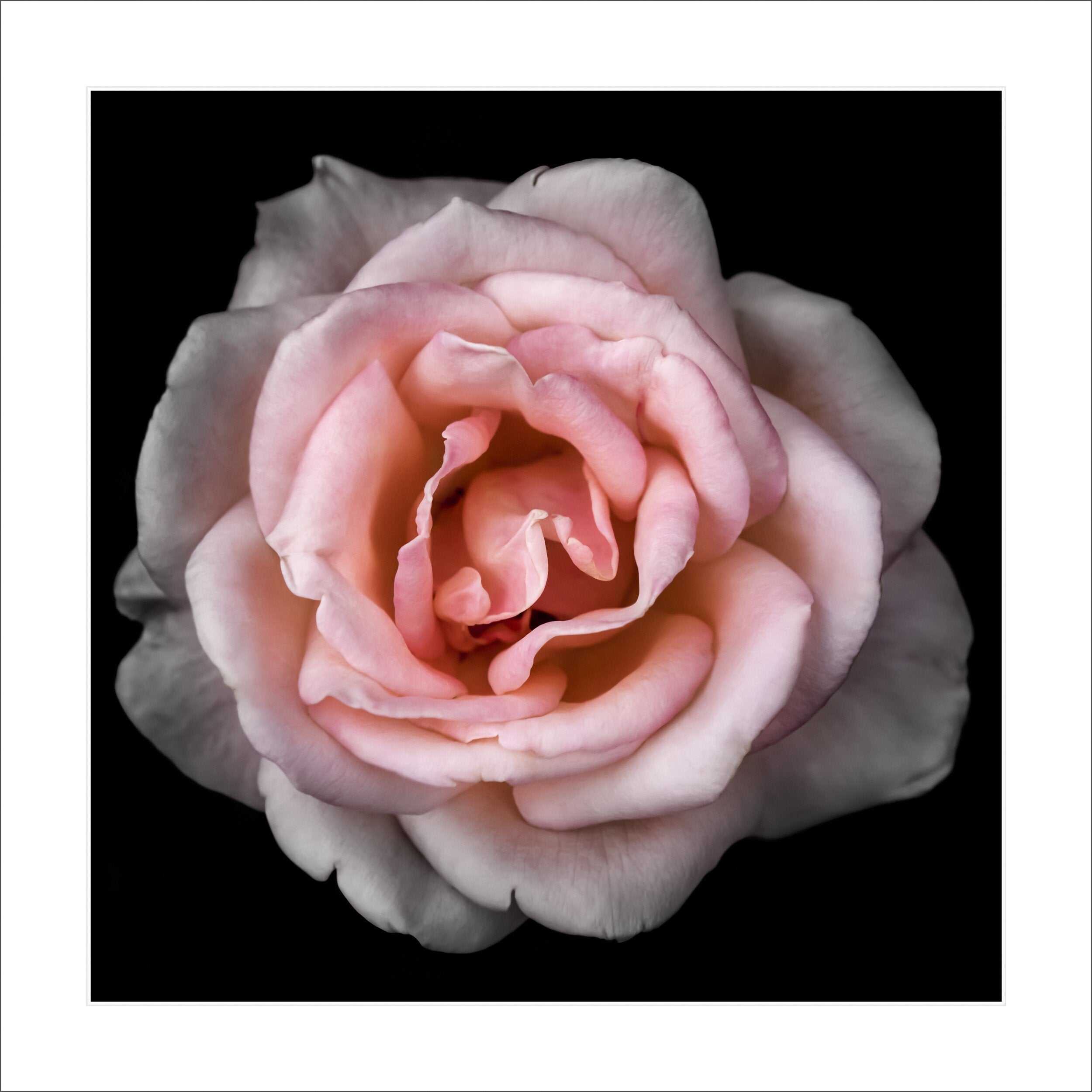Fine art yellow rose- museum quality giclee print - jamie buzil photography