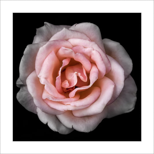 Fine art yellow rose- museum quality giclee print - jamie buzil photography