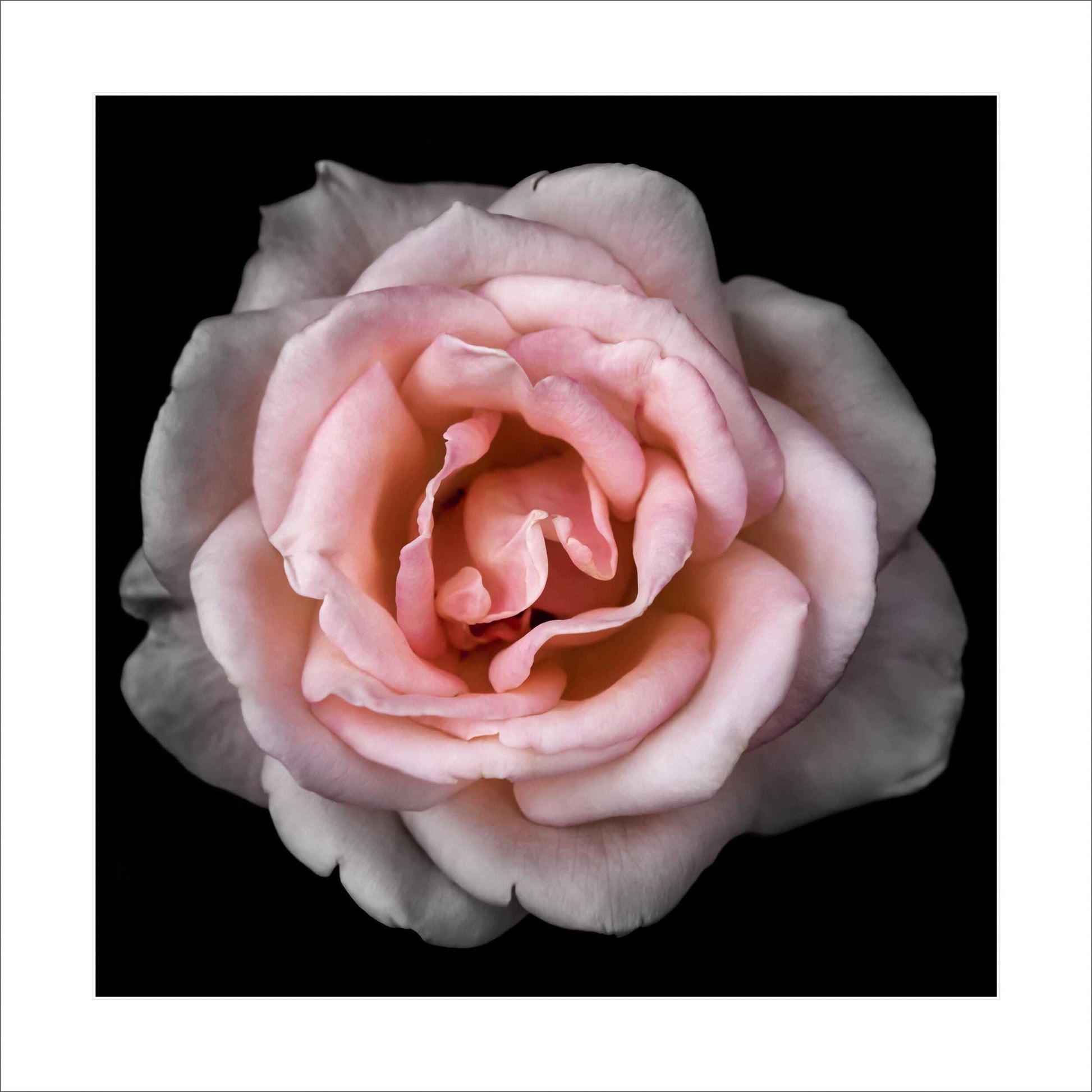 Fine art pink rose- museum quality giclee print - jamie buzil photography