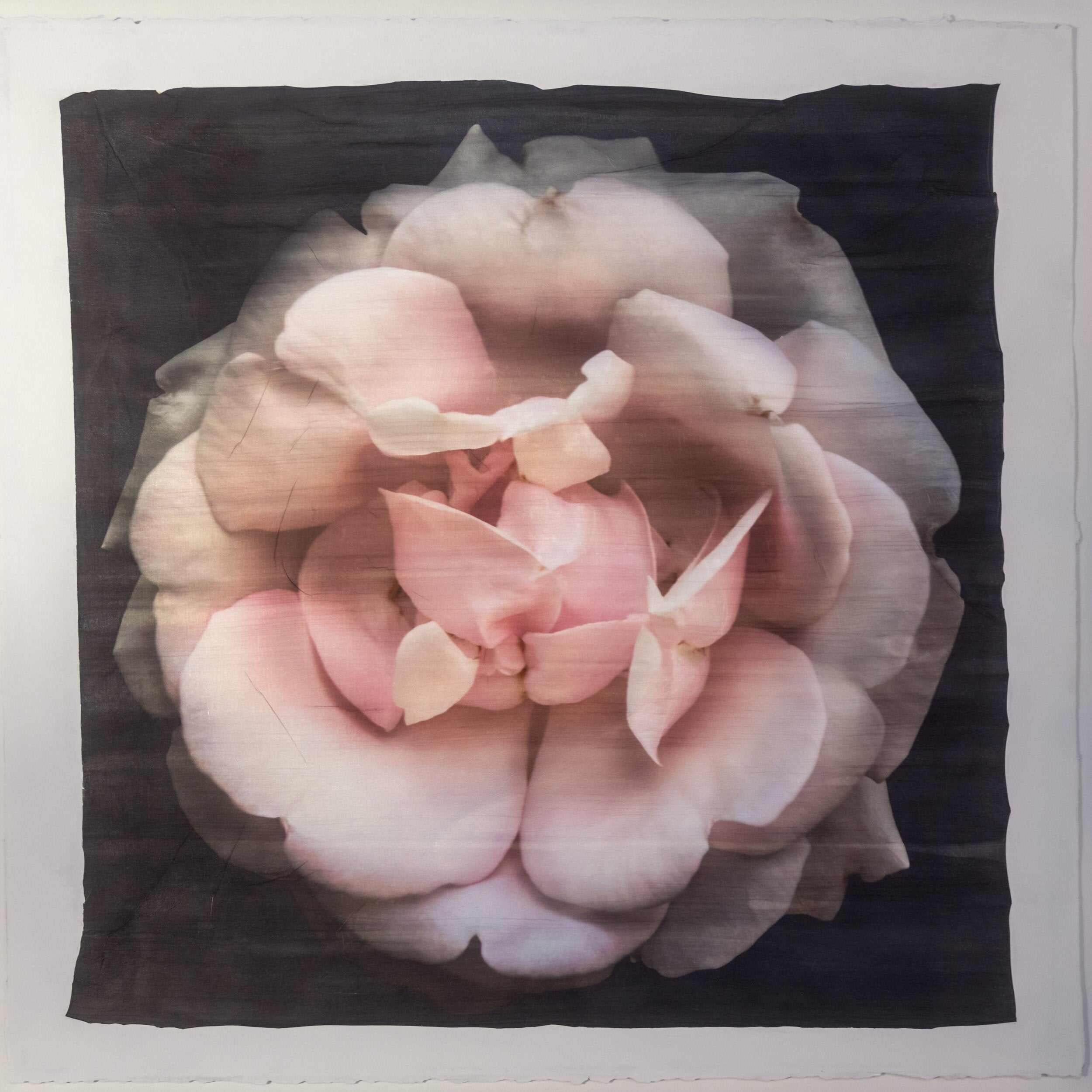 Fine art Flower Emulsion Print of pale Pink Rose 4 double blooming with scalloped edges, fluttery center petals Centered in Square mode, black background - jamie buzil photography