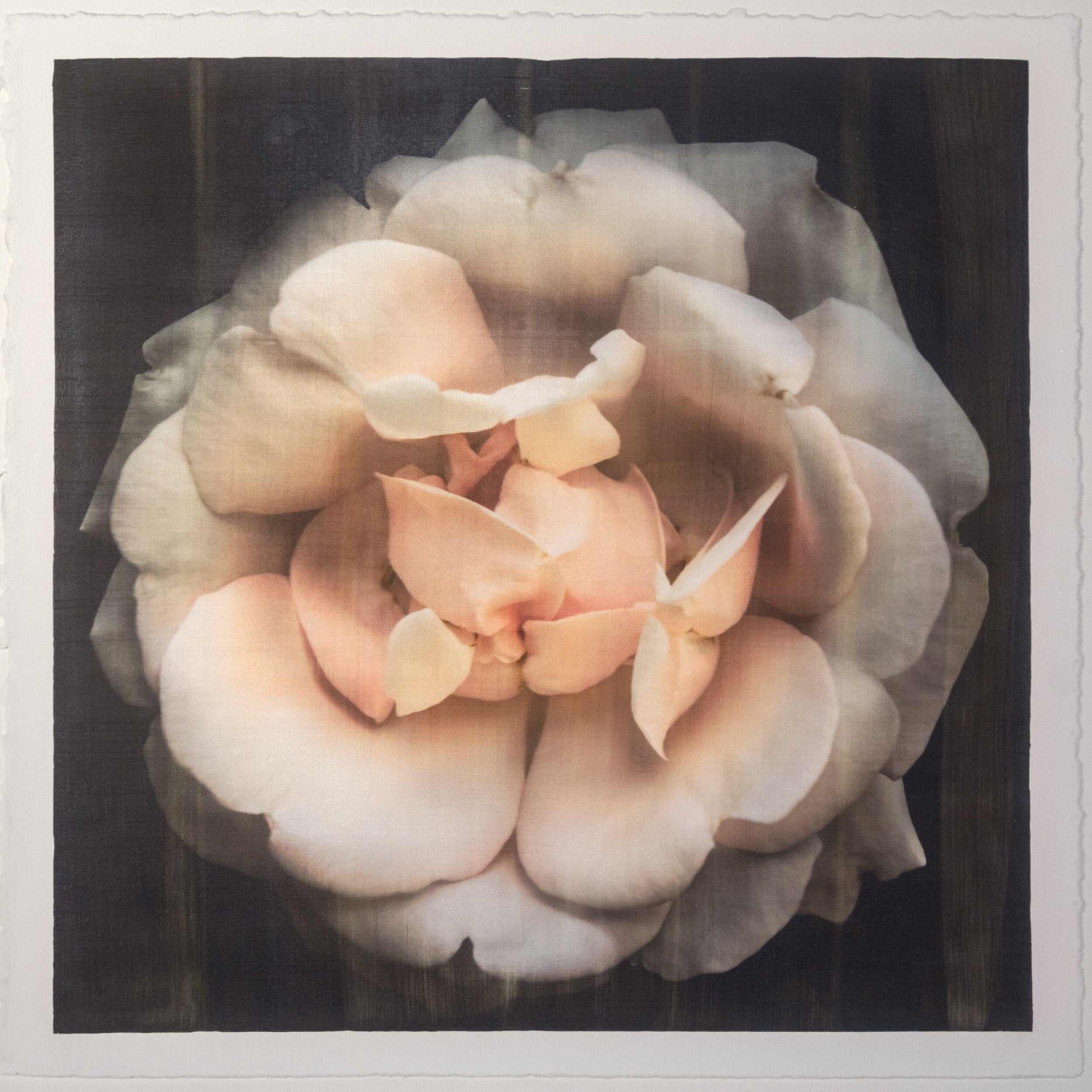 Fine art Flower Emulsion Print of pale Pink Rose 4 double blooming with scalloped edges, fluttery center petals Centered in Square mode, black background - jamie buzil photography