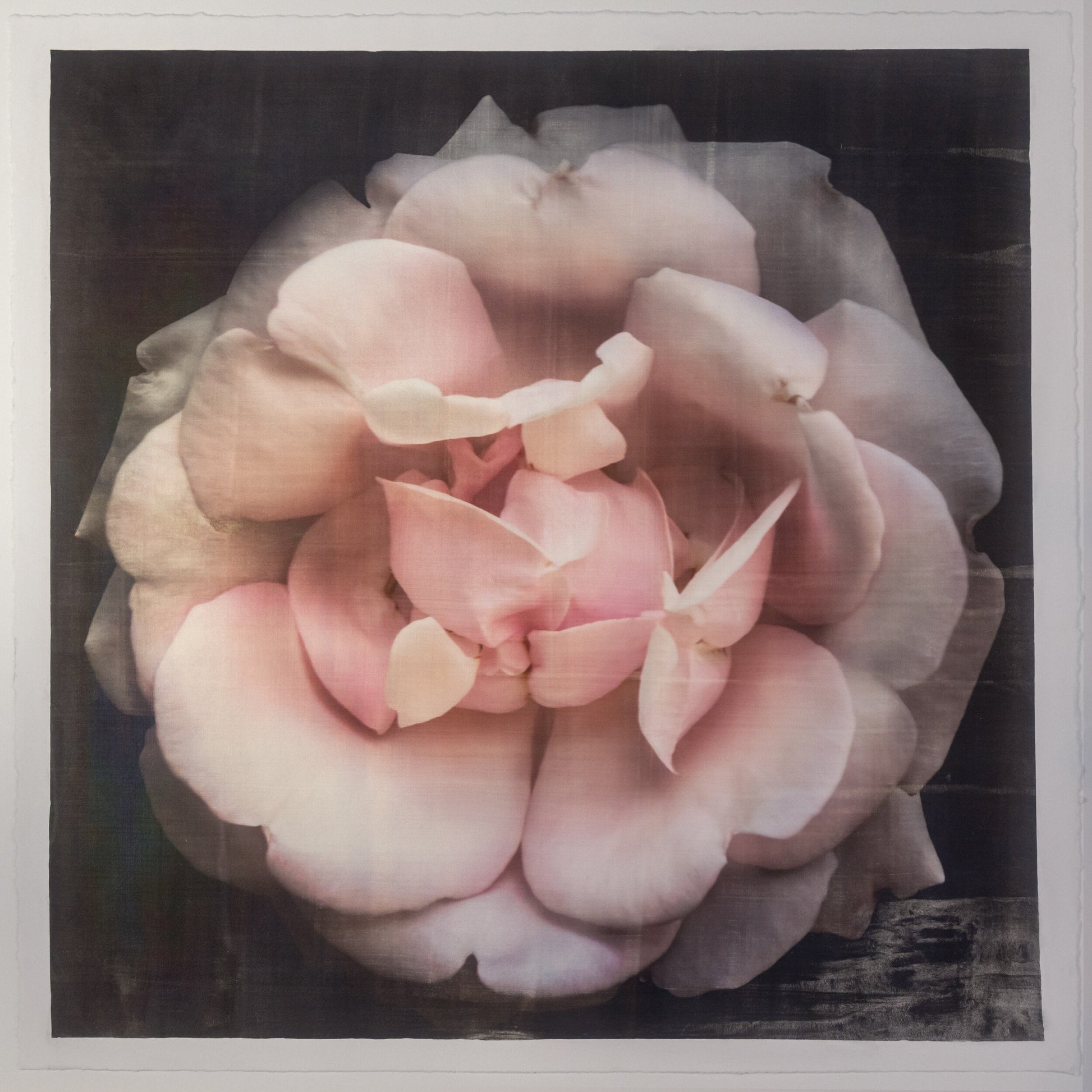 Fine art Flower Emulsion Print of pale Pink Rose 4 double blooming with scalloped edges, fluttery center petals Centered in Square mode, black background - jamie buzil photography