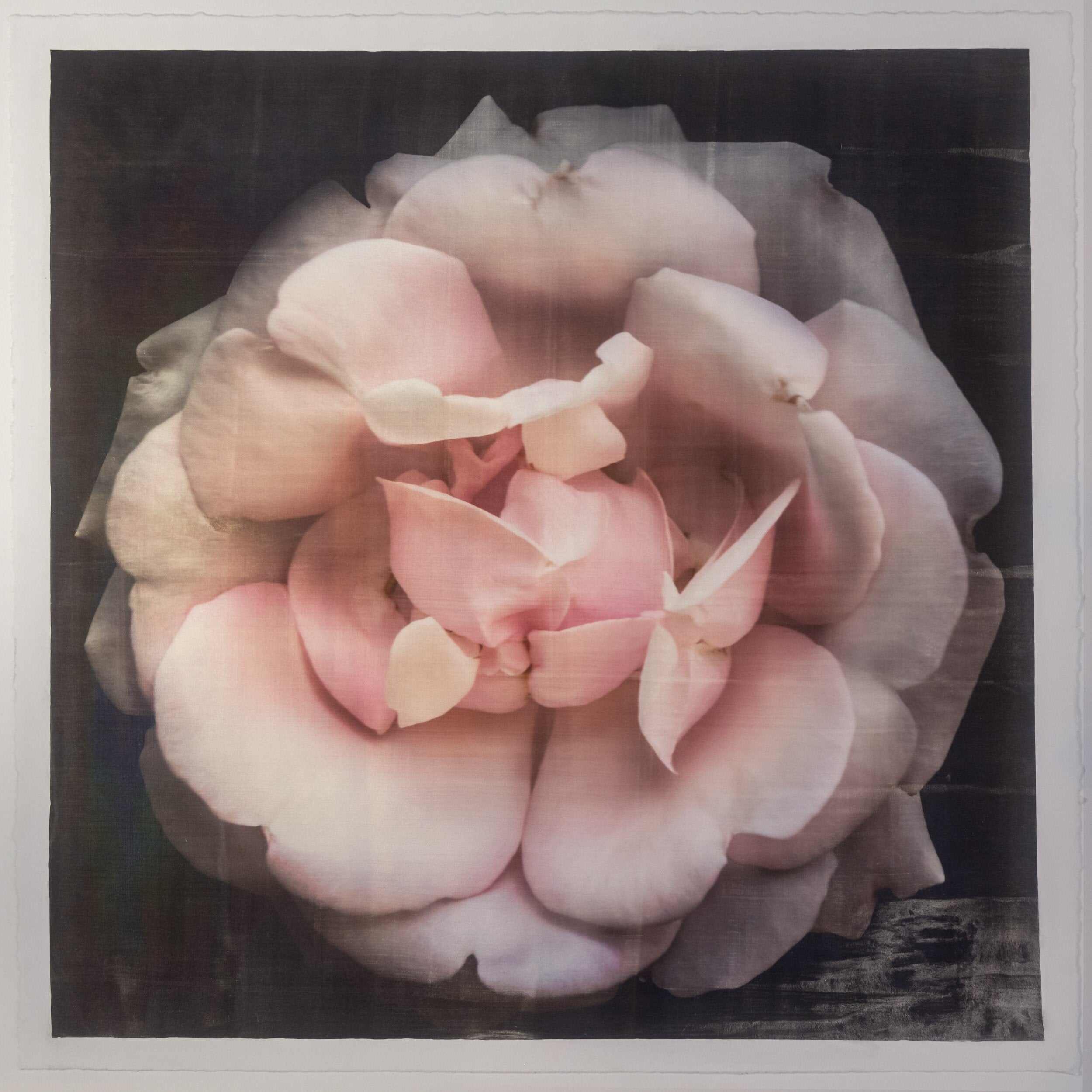 Fine art Flower Emulsion Print of pale Pink Rose 4 double blooming with scalloped edges, fluttery center petals Centered in Square mode, black background - jamie buzil photography
