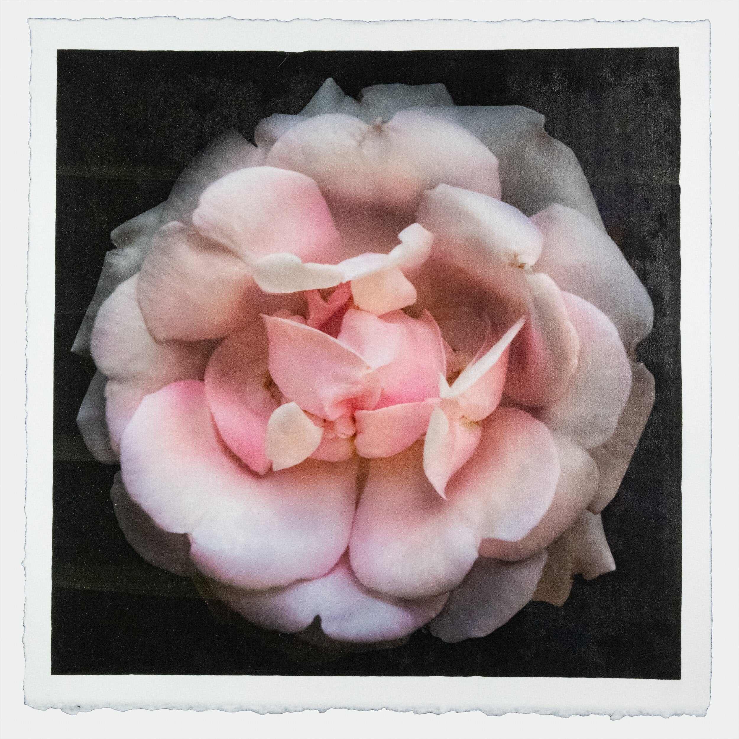 Fine art Flower Emulsion Print of pale Pink Rose 4 double blooming with scalloped edges, fluttery center petals Centered in Square mode, black background - jamie buzil photography