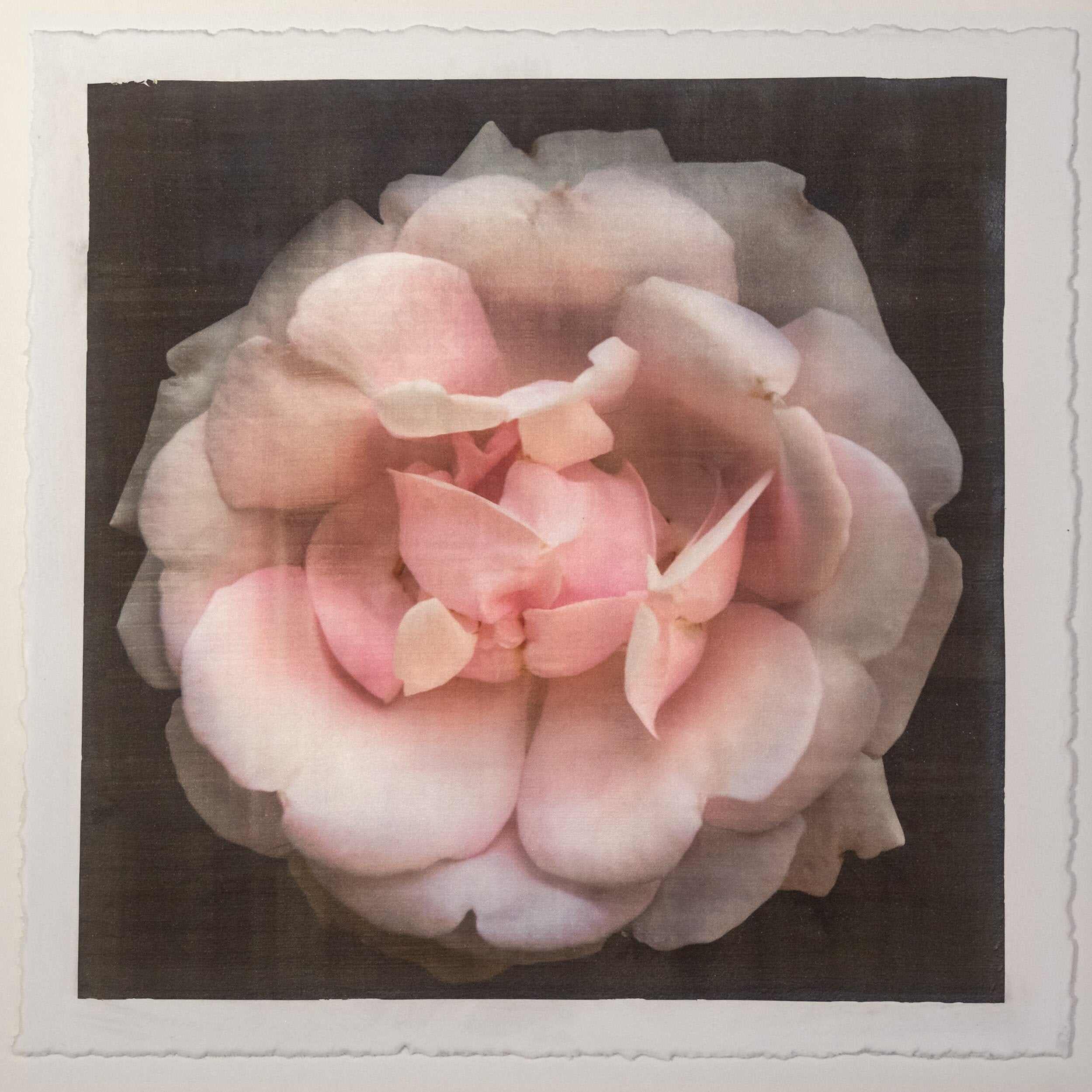 Fine art Flower Emulsion Print of pale Pink Rose 4 double blooming with scalloped edges, fluttery center petals Centered in Square mode, black background - jamie buzil photography