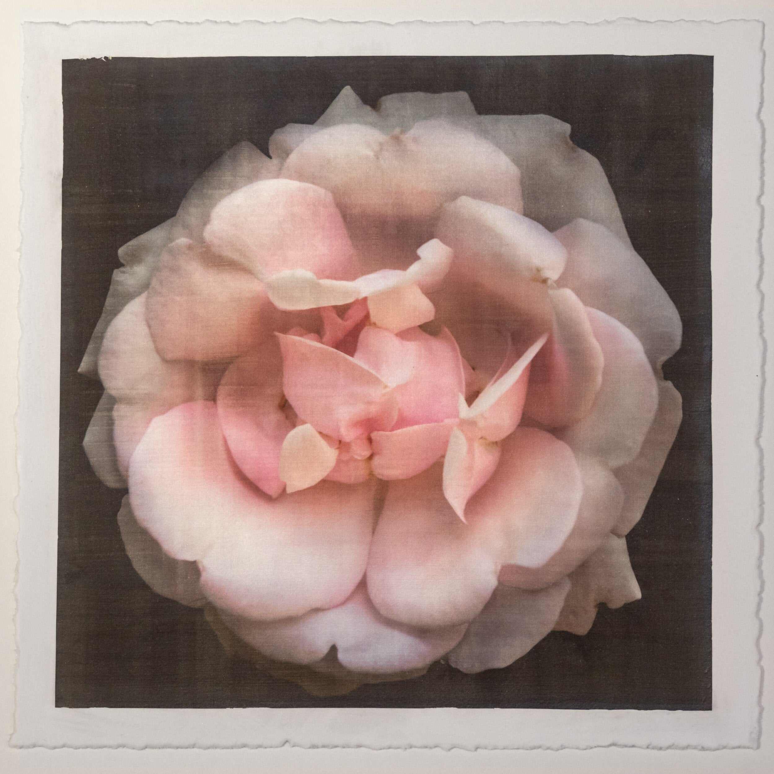 Fine art Flower Emulsion Print of pale Pink Rose 4 double blooming with scalloped edges, fluttery center petals Centered in Square mode, black background - jamie buzil photography