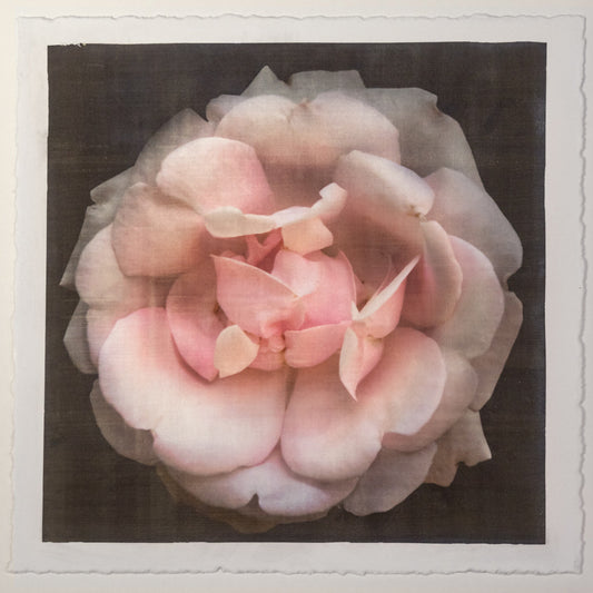 Fine art Flower Emulsion Print of pale Pink Rose 4 double blooming with scalloped edges, fluttery center petals Centered in Square mode, black background - jamie buzil photography