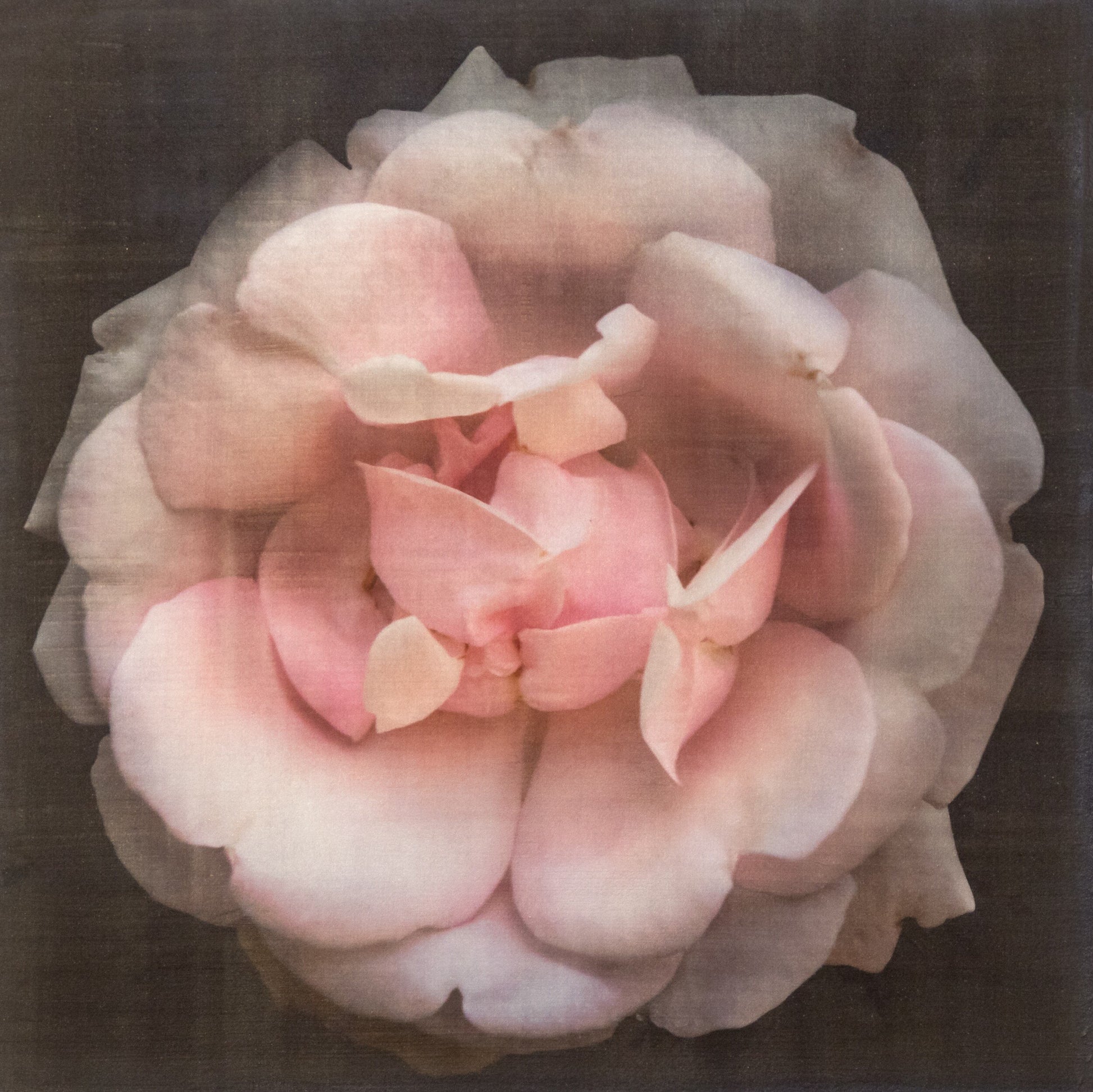 Fine art Flower Emulsion Print of pale Pink Rose 4 double blooming with scalloped edges, fluttery center petals Centered in Square mode, black background - jamie buzil photography