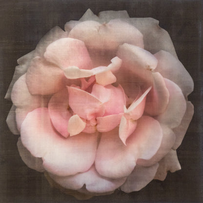 Fine art Flower Emulsion Print of pale Pink Rose 4 double blooming with scalloped edges, fluttery center petals Centered in Square mode, black background - jamie buzil photography