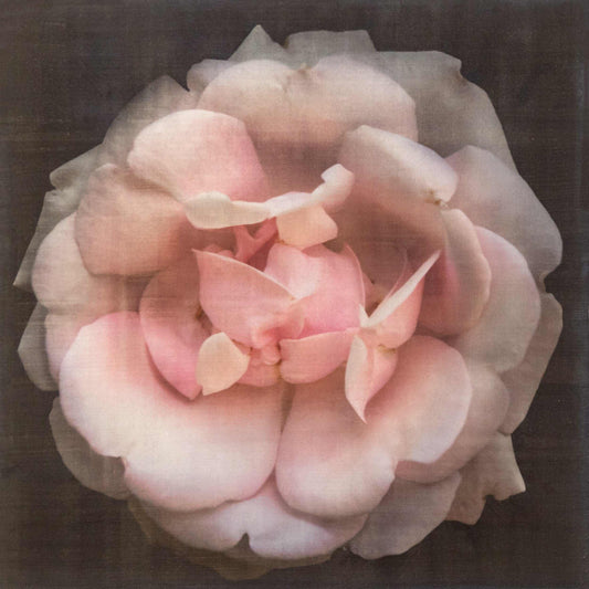 Fine art Flower Emulsion Print of pale Pink Rose 4 double blooming with scalloped edges, fluttery center petals Centered in Square mode, black background - jamie buzil photography