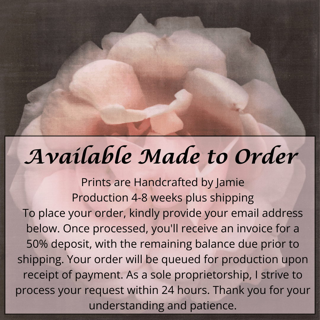 Fine art Flower Emulsion Print of pale Pink Rose 4 double blooming with scalloped edges, fluttery center petals Centered in Square mode, black background - jamie buzil photography