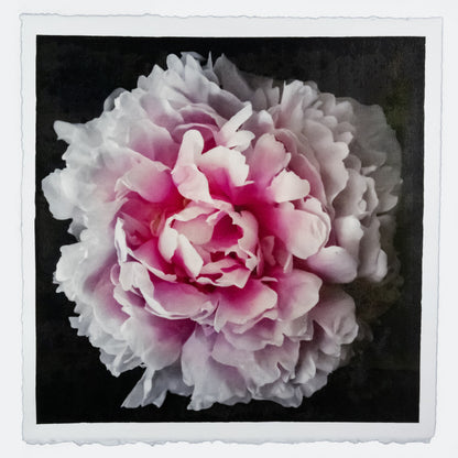 Fine Art Pink rose peony emulsion print with gold and pearl iridescence on cotton paper - jamie buzil photography