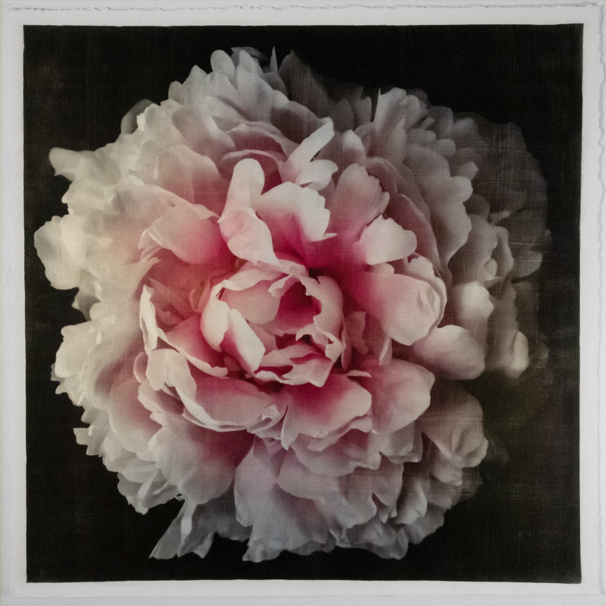 Fine Art Pink rose peony emulsion print with gold and pearl iridescence on cotton paper - jamie buzil photography