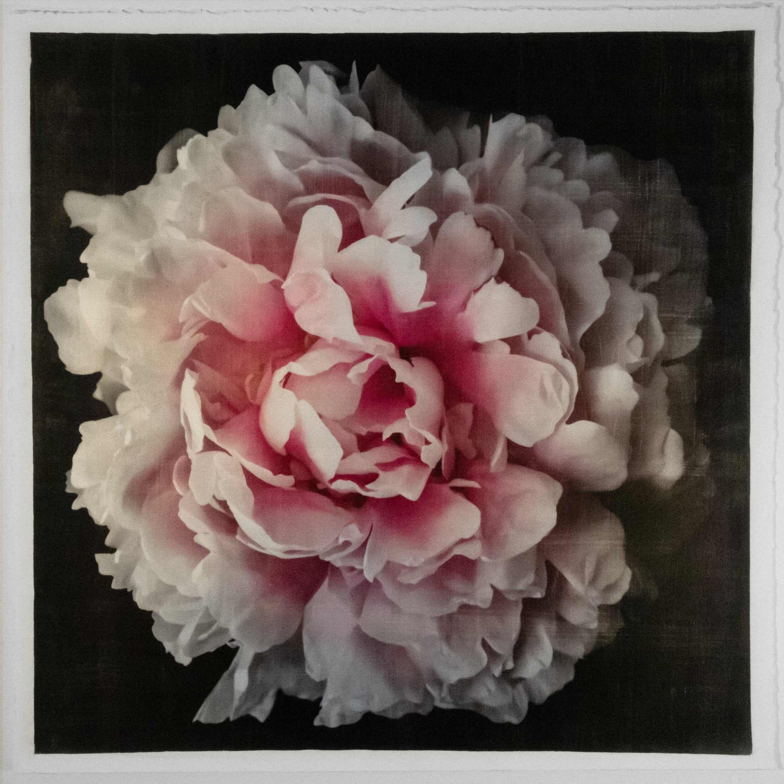 Fine Art Pink rose peony emulsion print with gold and pearl iridescence on cotton paper - jamie buzil photography