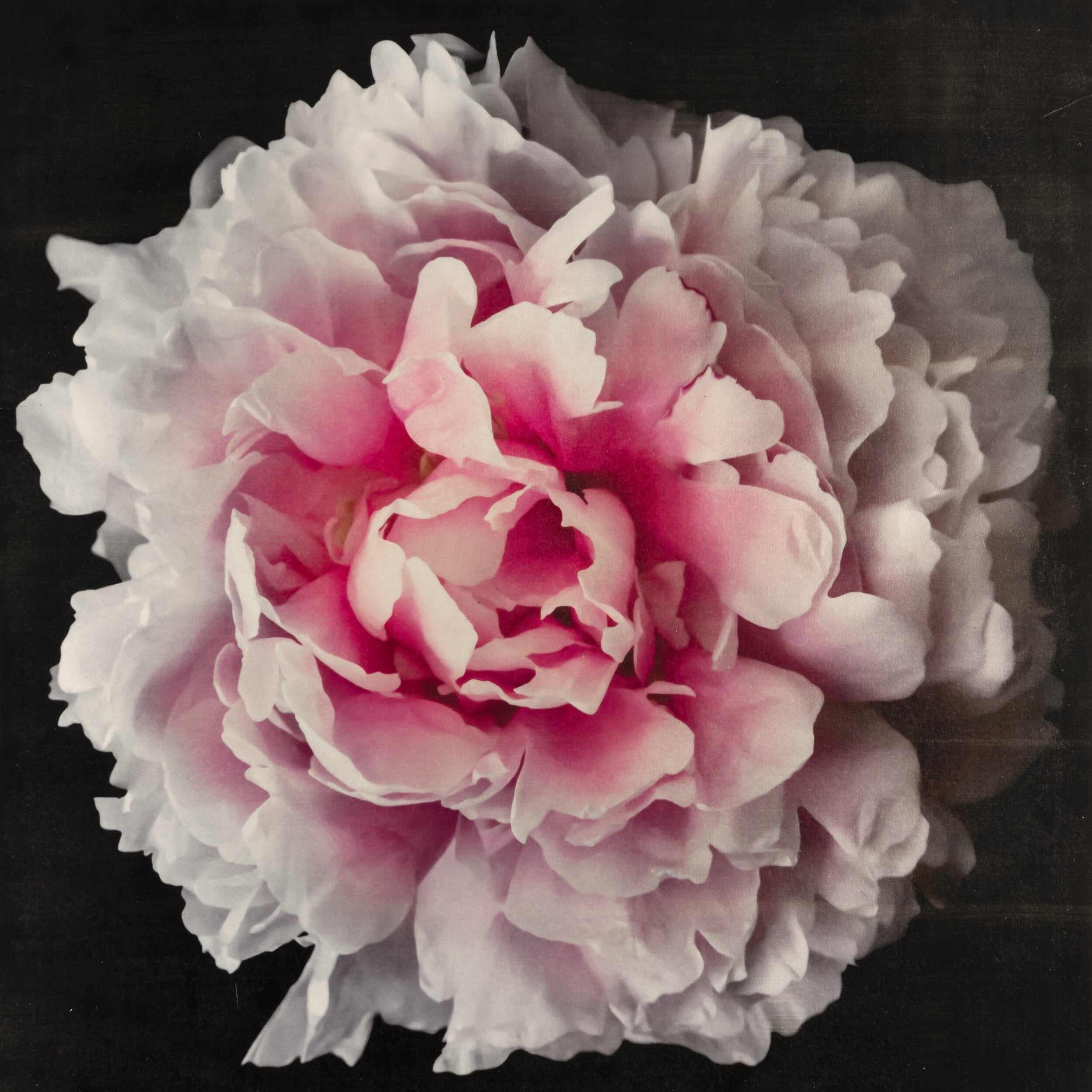 Fine Art Pink rose peony emulsion print with gold and pearl iridescence on cotton paper - jamie buzil photography