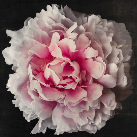 Fine Art Pink rose peony emulsion print with gold and pearl iridescence on cotton paper - jamie buzil photography
