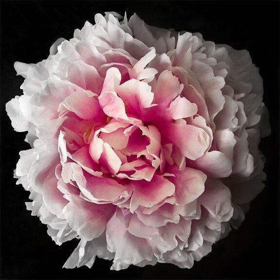 Fine art pink peony rose - museum quality giclee print - jamie buzil photography