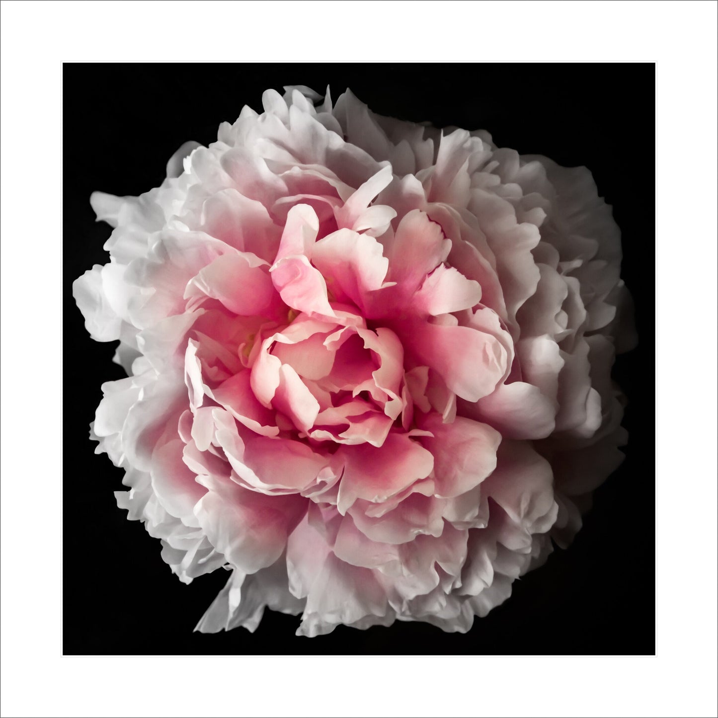 Fine art pink peony rose - museum quality giclee print - jamie buzil photography