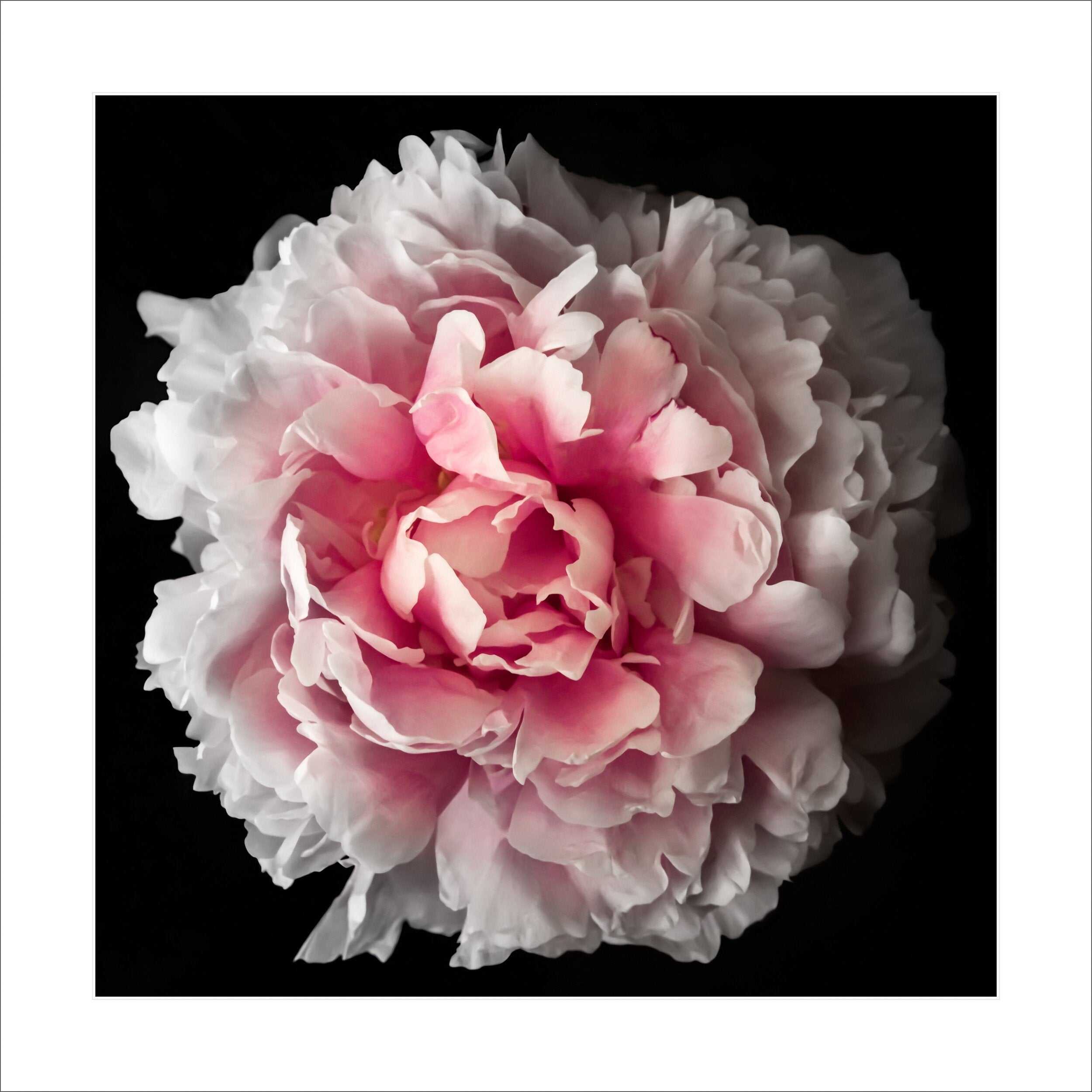 Fine art pink peony rose - museum quality giclee print - jamie buzil photography
