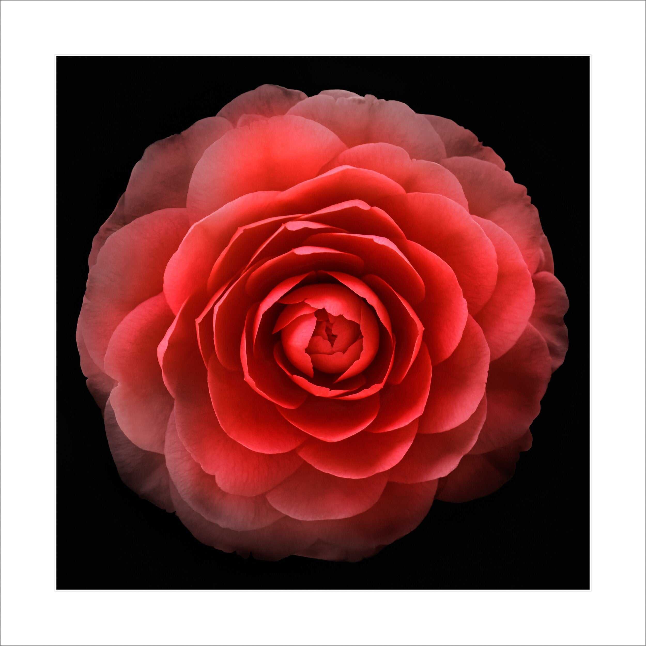 Fine art red-camellia - museum quality giclee print - jamie buzil photography
