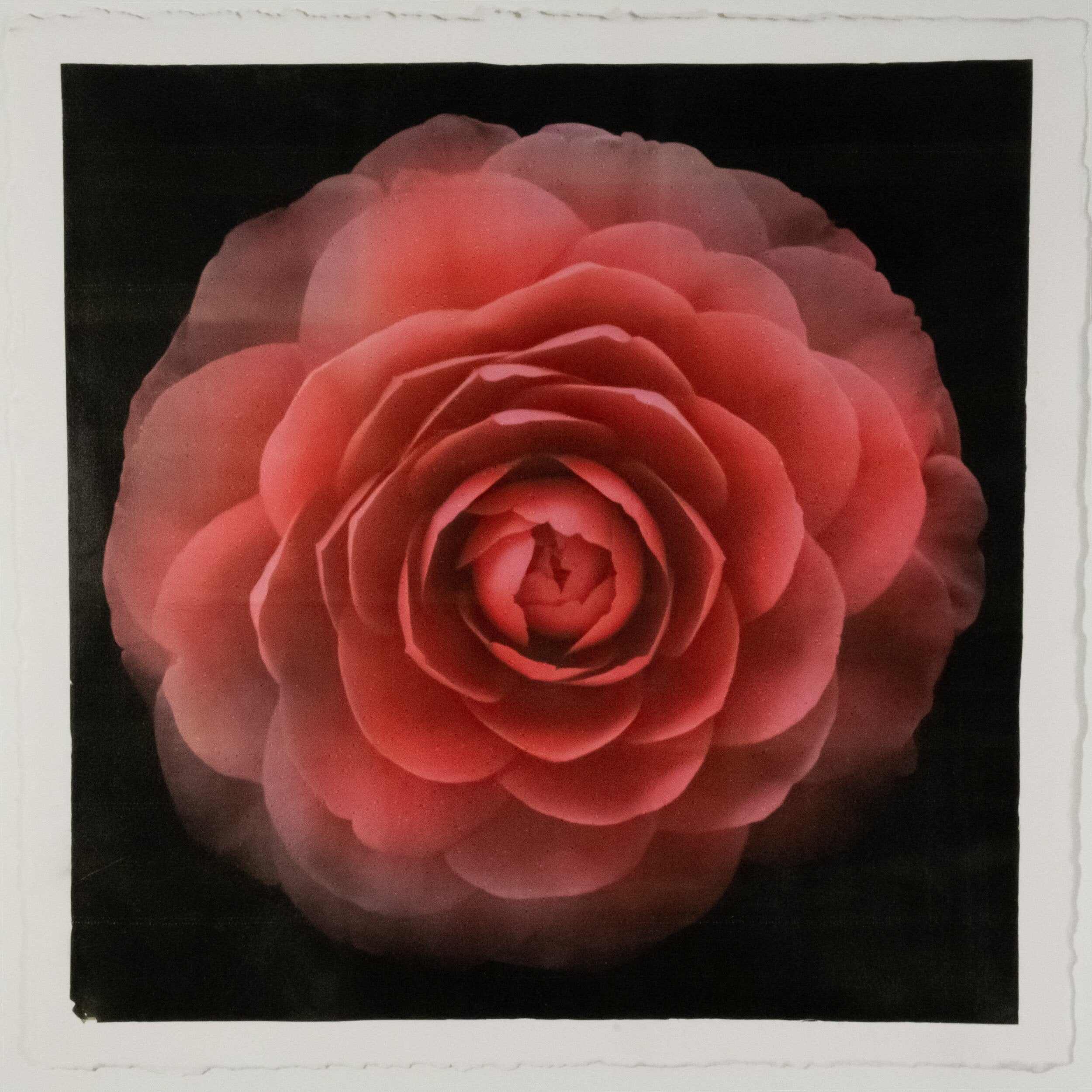 Fine art Flower Emulsion Print of Red Camellia with double blooming symmetrical velvety petals Centered in Square mode, black background on cotton paper deckle edge - jamie buzil photography
