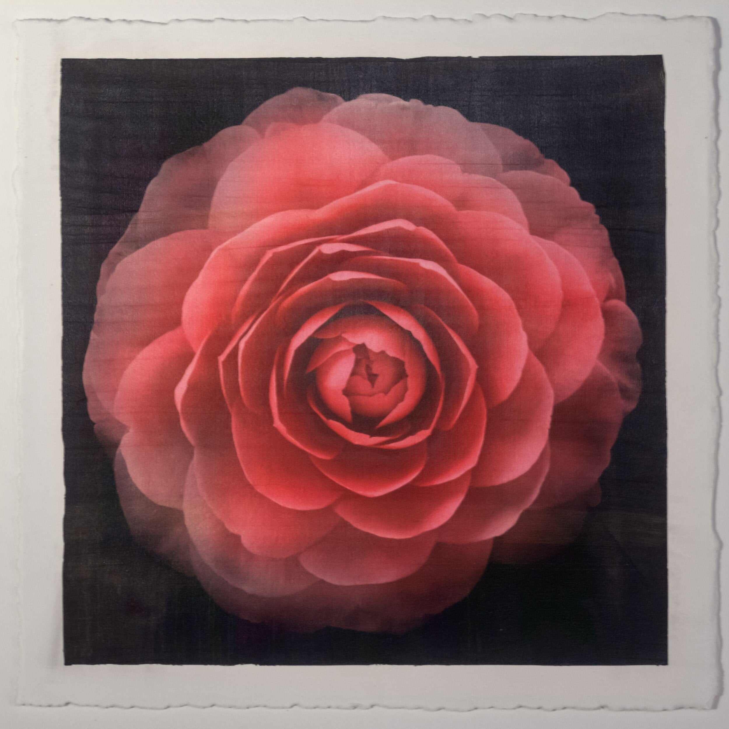 Fine art Flower Emulsion Print of Red Camellia with double blooming symmetrical velvety petals Centered in Square mode, black background on cotton paper deckle edge - jamie buzil photography