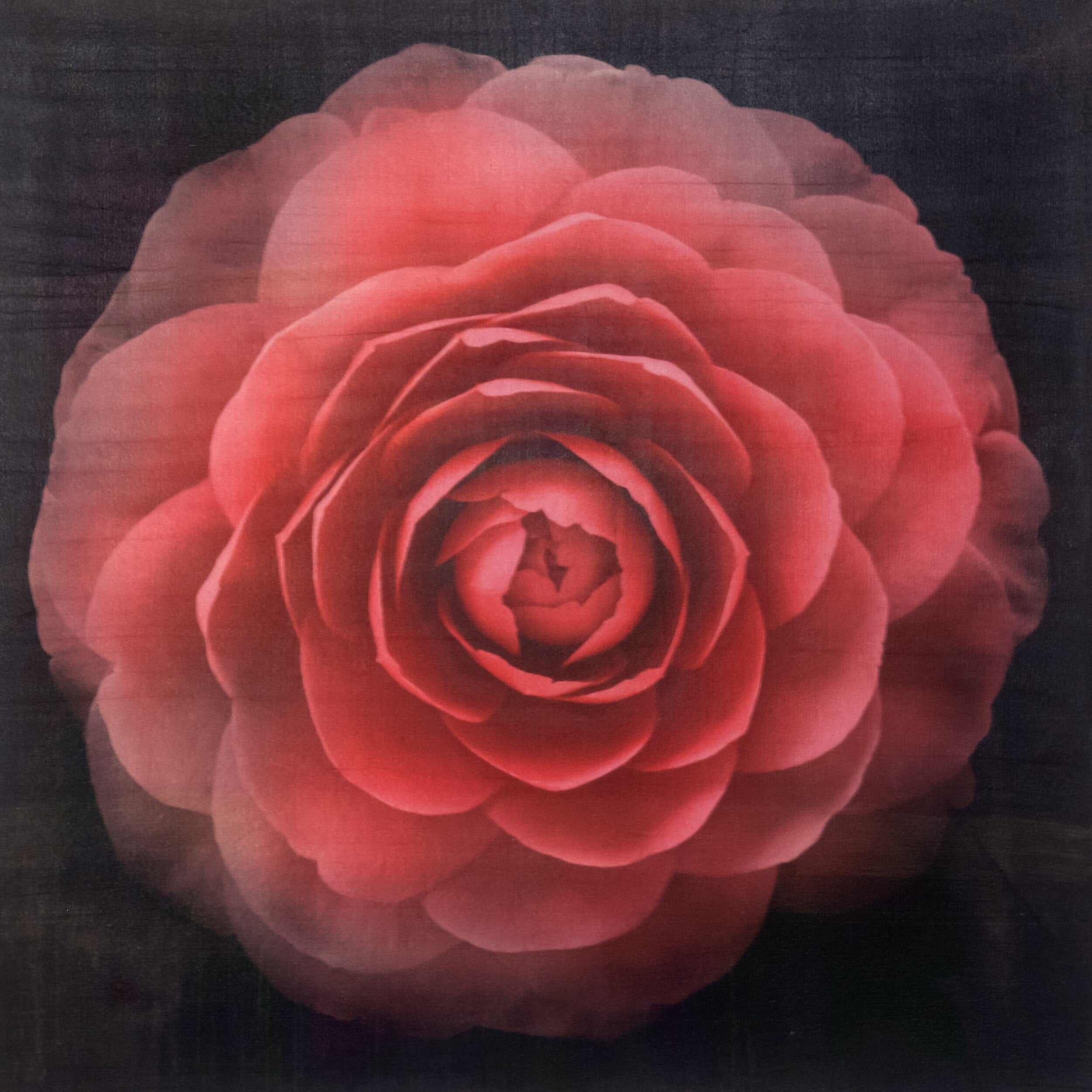 Fine art Flower Emulsion Print of Red Camellia with double blooming symmetrical velvety petals Centered in Square mode, black background on cotton paper deckle edge - jamie buzil photography