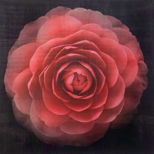 Fine art Flower Emulsion Print of Red Camellia with double blooming symmetrical velvety petals Centered in Square mode, black background on cotton paper deckle edge - jamie buzil photography