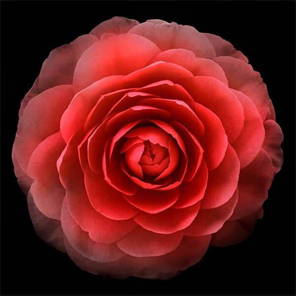 Fine art red camellia- museum quality giclee print - jamie buzil photography