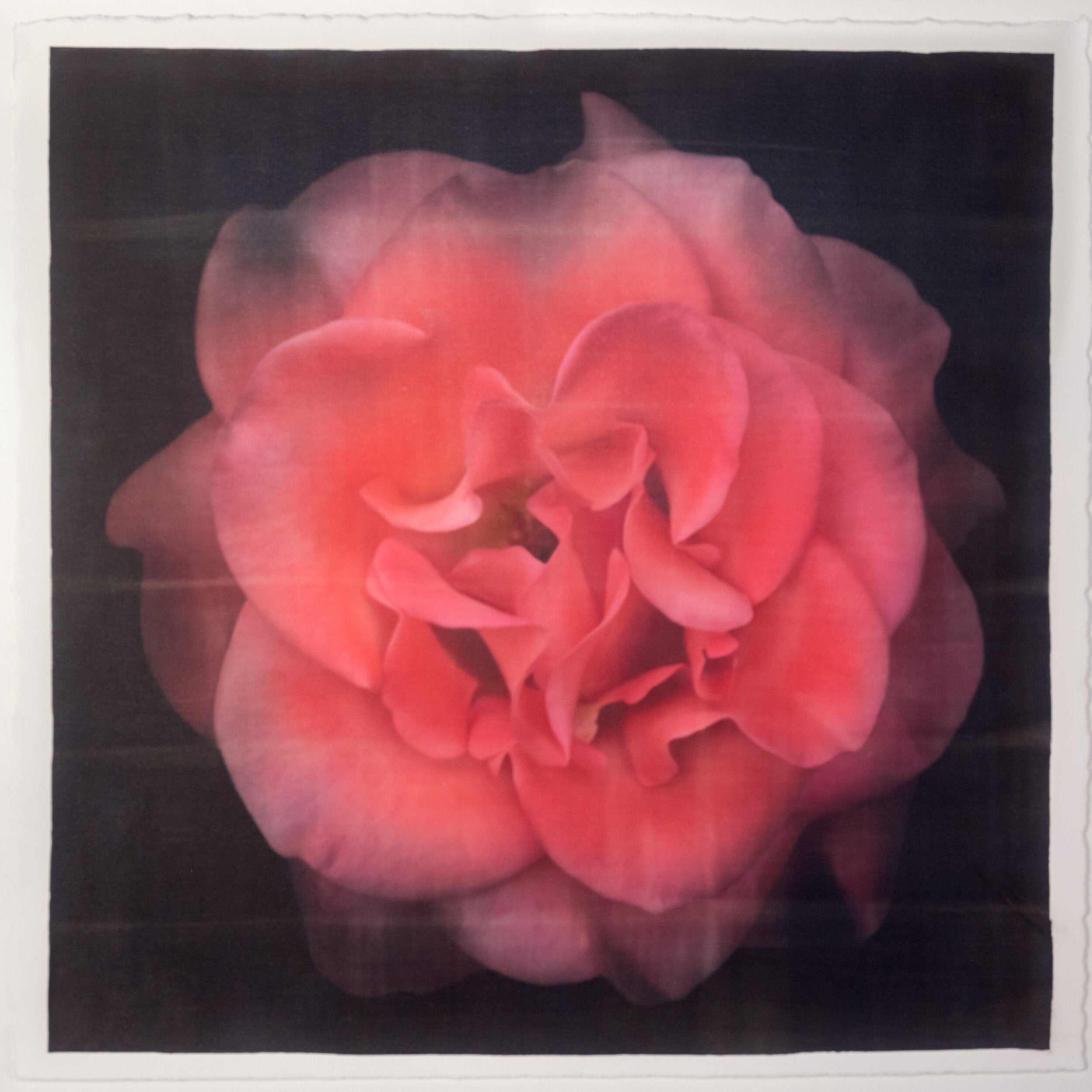 Fine Art Flower Print of Red Rose 2 with golden highlights round and spherical in a rosette style Centered in Square mode on black background - jamie buzil photography
