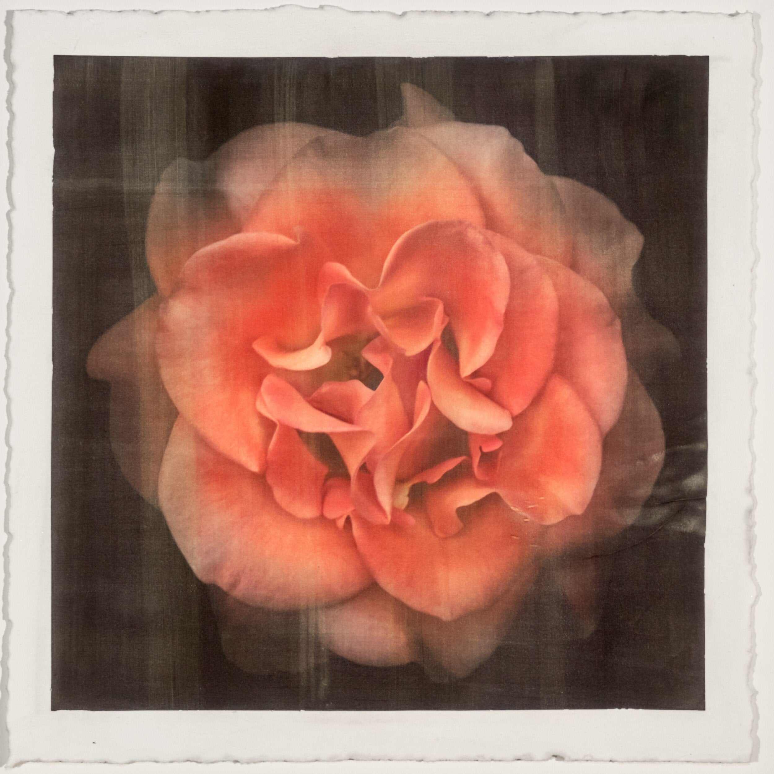 Fine Art Flower Print of Red Rose 2 with golden highlights round and spherical in a rosette style Centered in Square mode on black background - jamie buzil photography