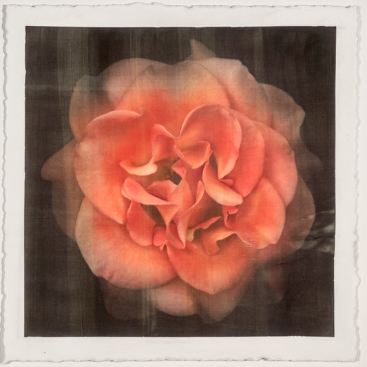 Fine Art Flower Print of Red Rose 2 with golden highlights round and spherical in a rosette style Centered in Square mode on black background - jamie buzil photography